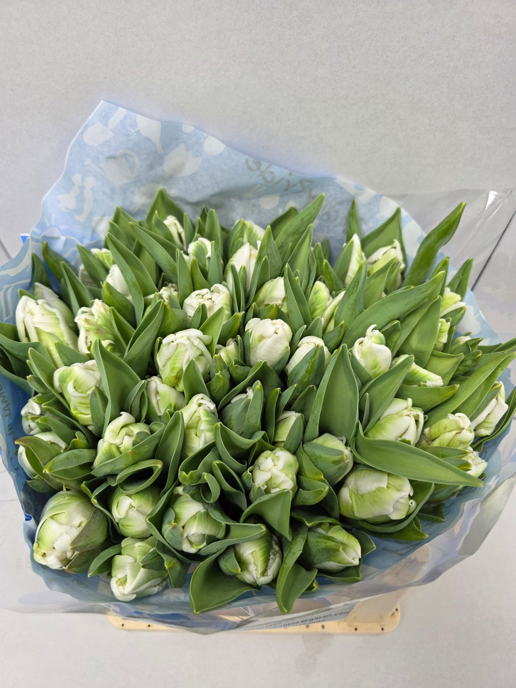 Farm Fresh Tulipa Pa Superparrot ( Bunch of 50stems, Length 35cm)