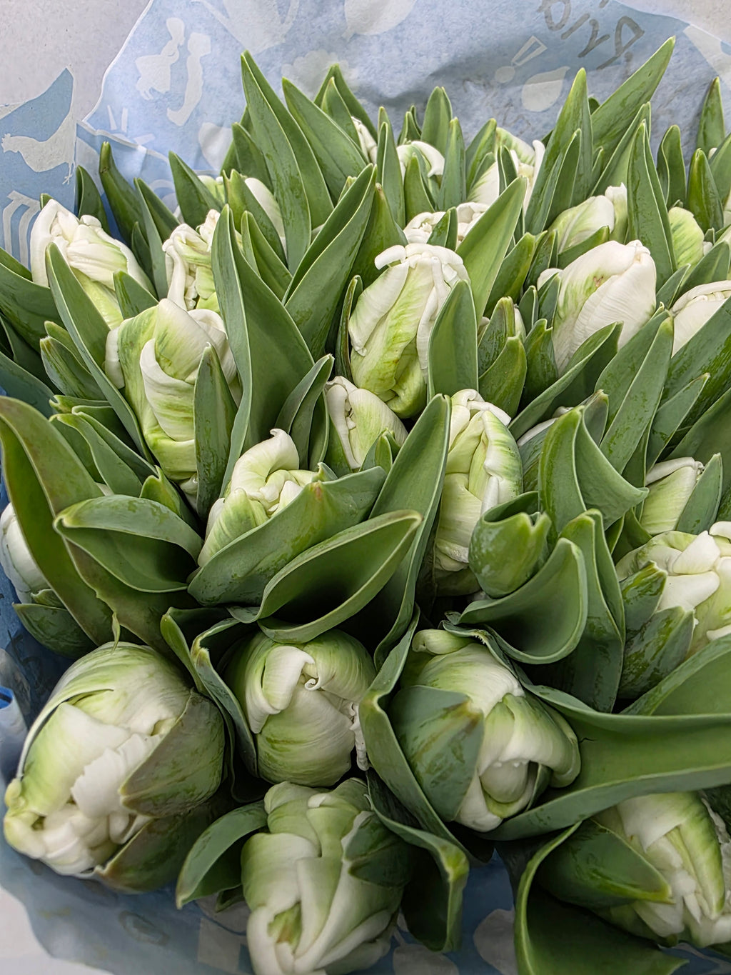 Farm Fresh Tulipa Pa Superparrot ( Bunch of 50stems, Length 35cm)