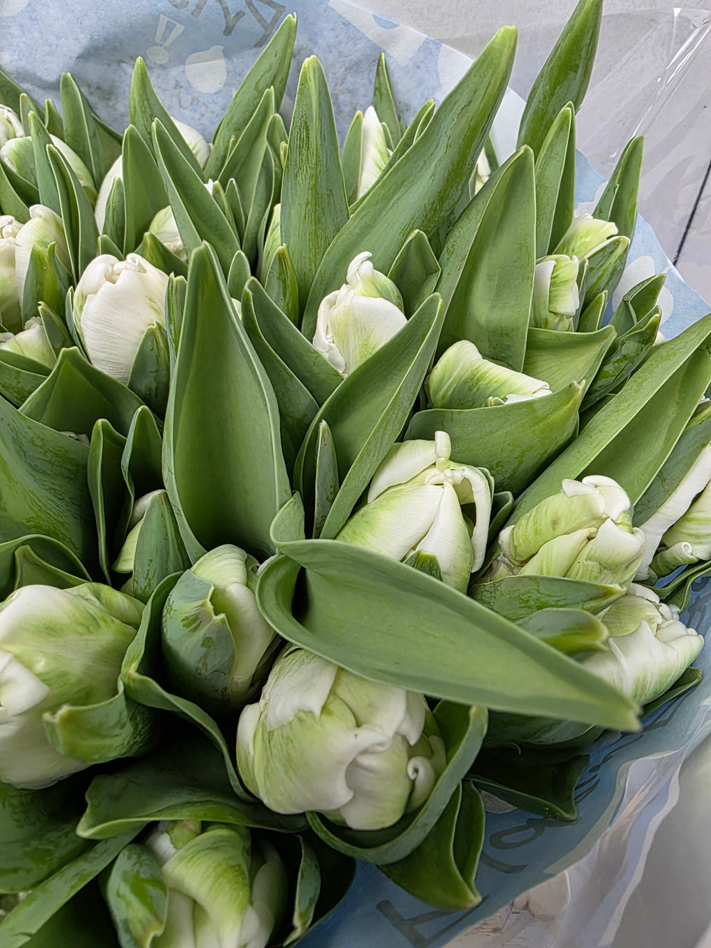 Farm Fresh Tulipa Pa Superparrot ( Bunch of 50stems, Length 35cm)