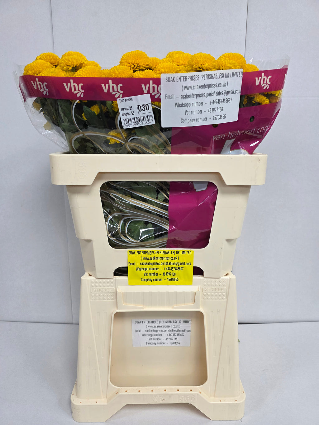 Farm Fresh SantIni Aurinko (Bunch of 25 stems, Length 50-60cm)