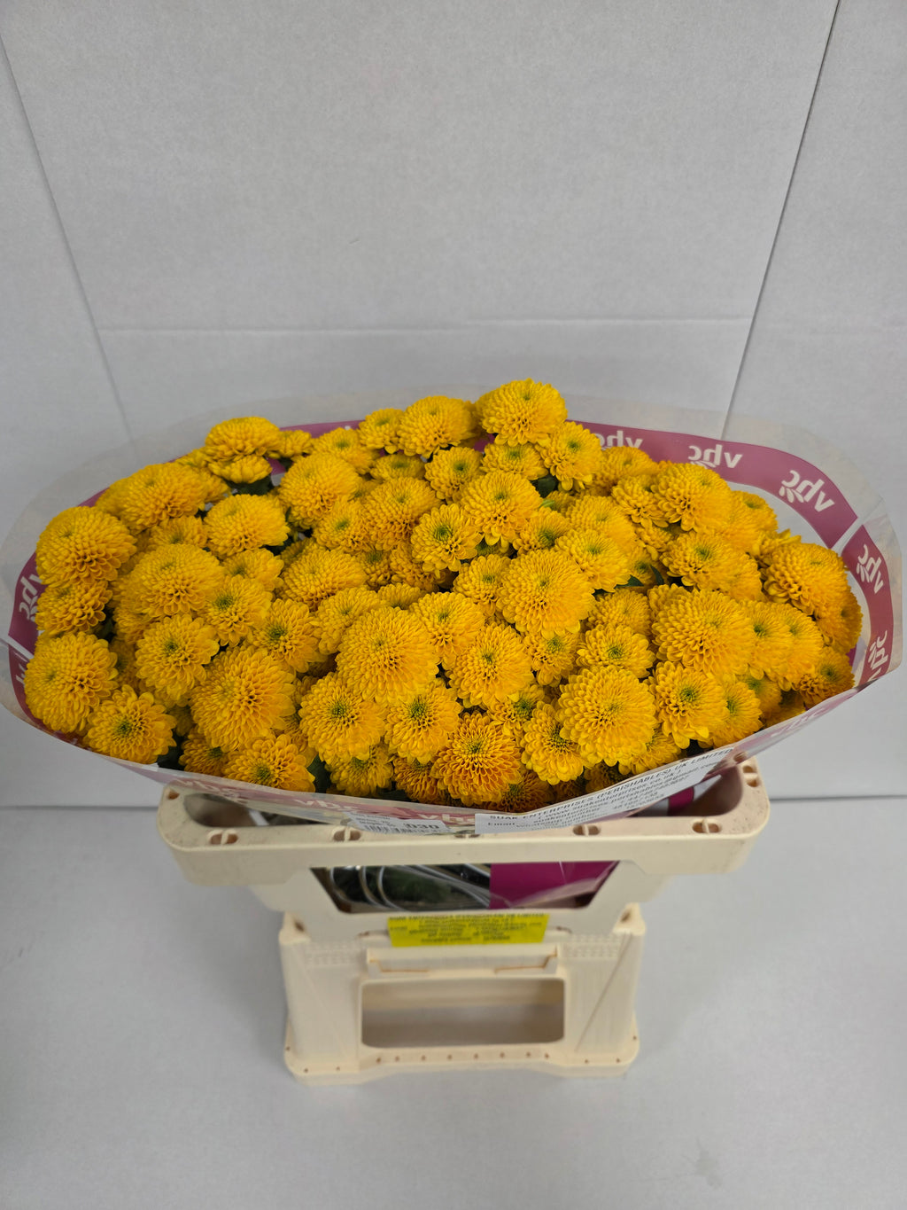 Farm Fresh SantIni Aurinko (Bunch of 25 stems, Length 50-60cm)