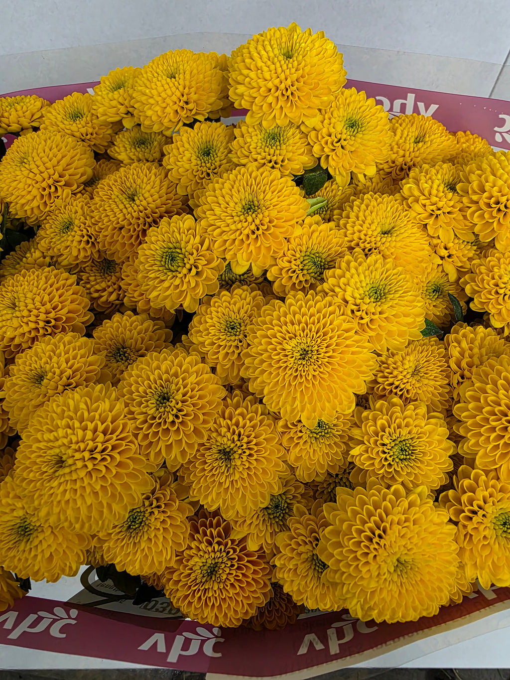 Farm Fresh SantIni Aurinko (Bunch of 25 stems, Length 50-60cm)