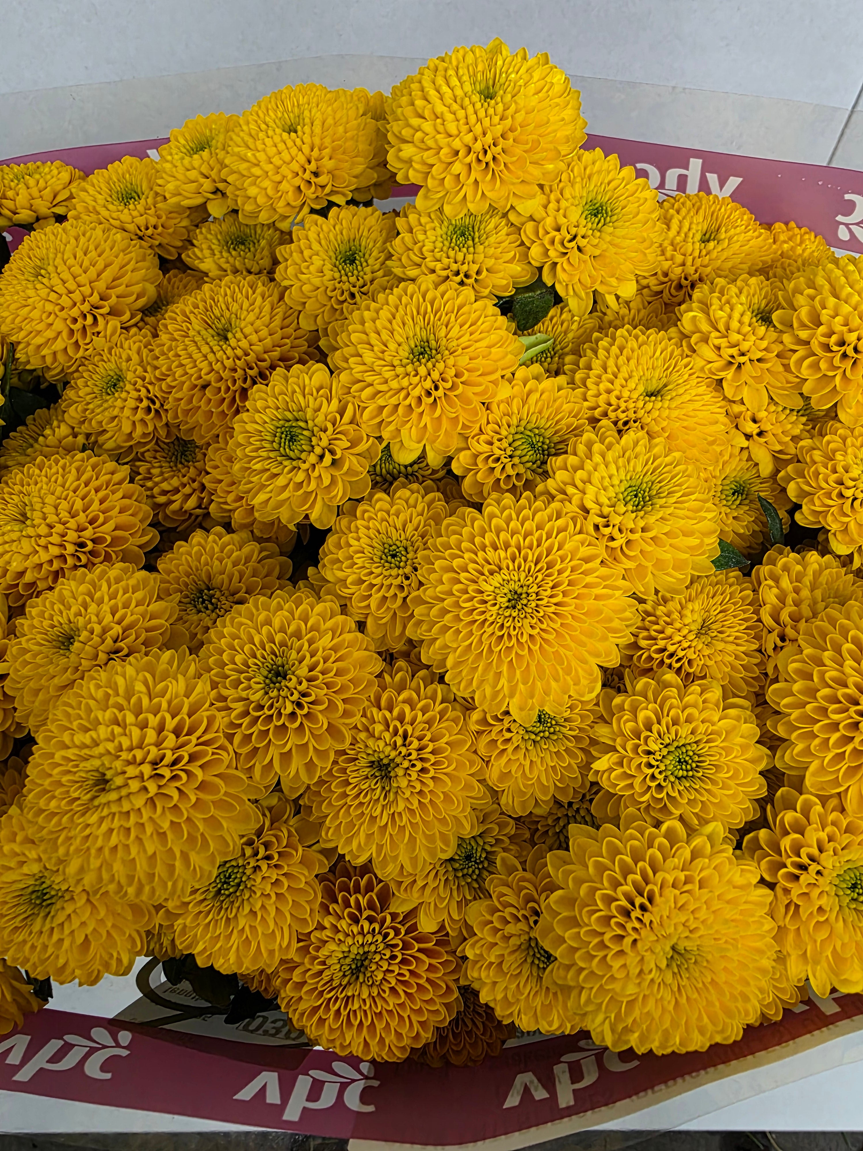 Santani Aurinko(Bunch of 25 stems, Length 50-60cm)