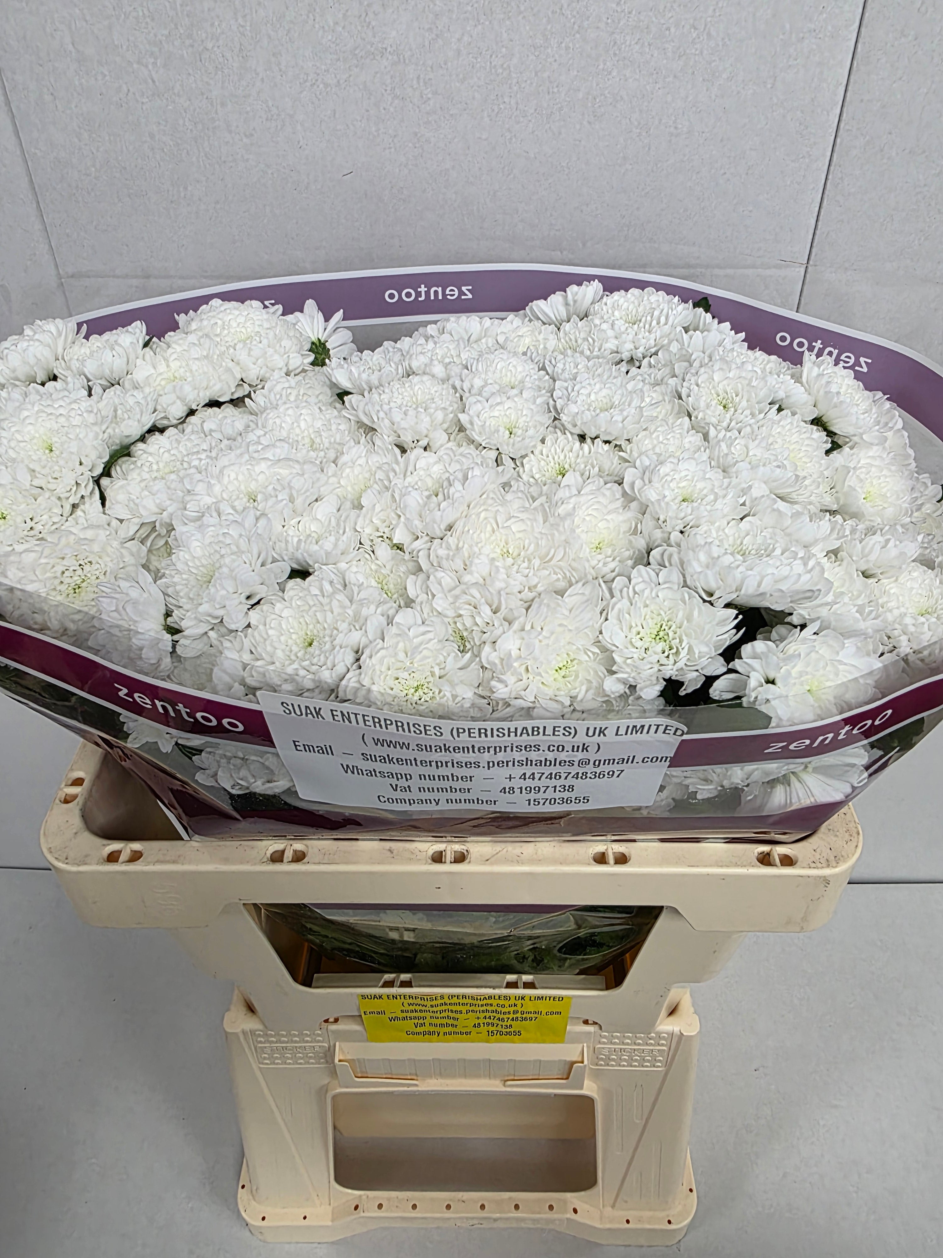 Farm Fresh Santini Baykal (Bunch of 25 stems, Length 55cm)