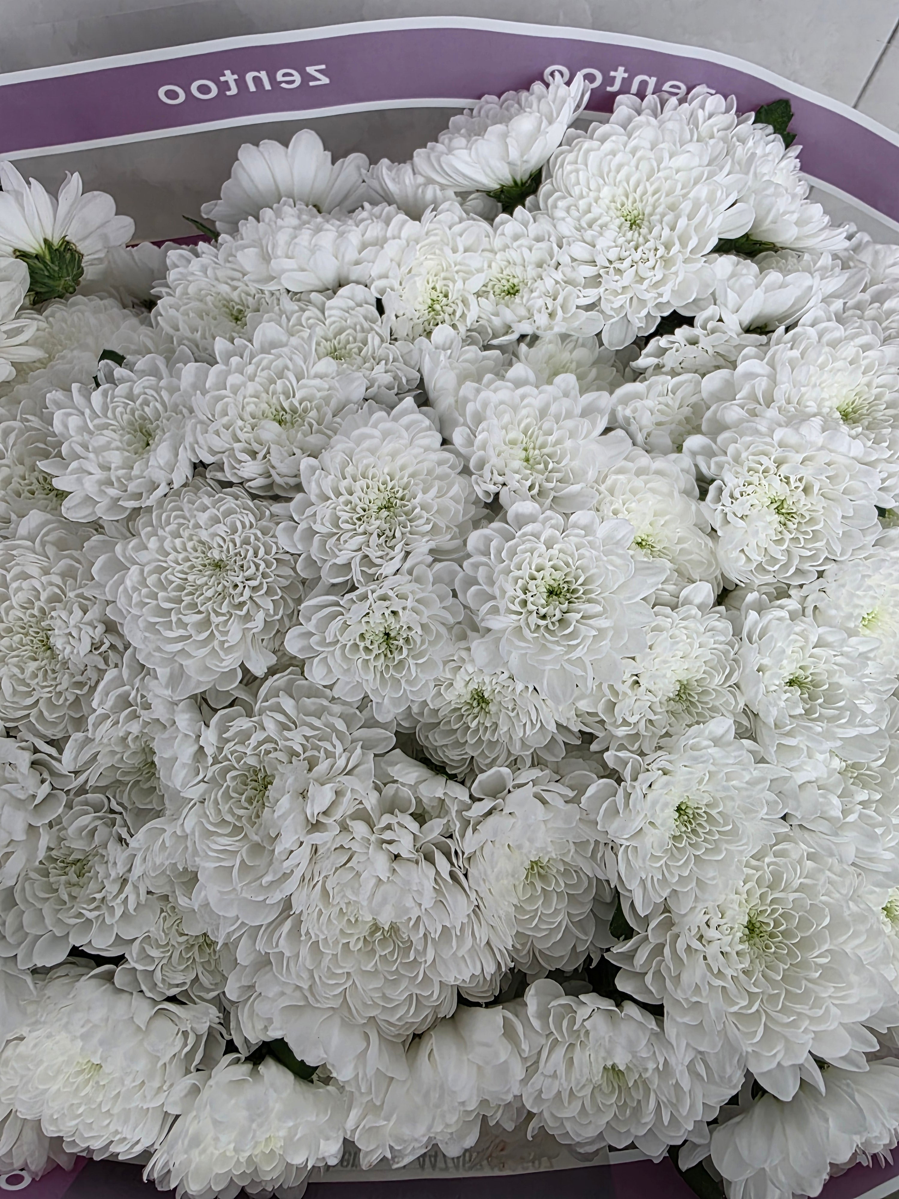 Farm Fresh Santini Baykal (Bunch of 25 stems, Length 55cm)