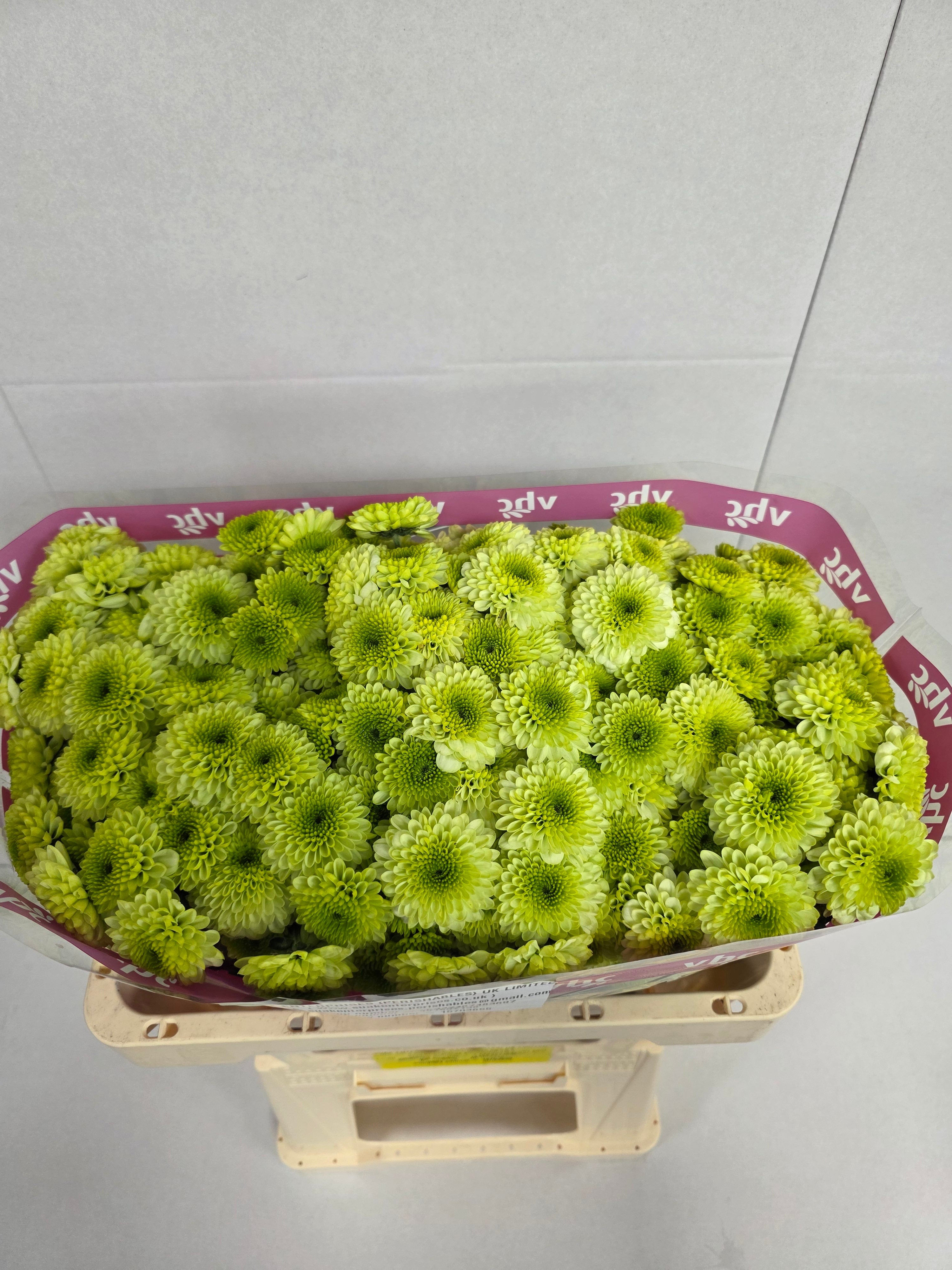 Farm Fresh Santani Bumper(Bunch of 25 stems, Length 50-60cm)