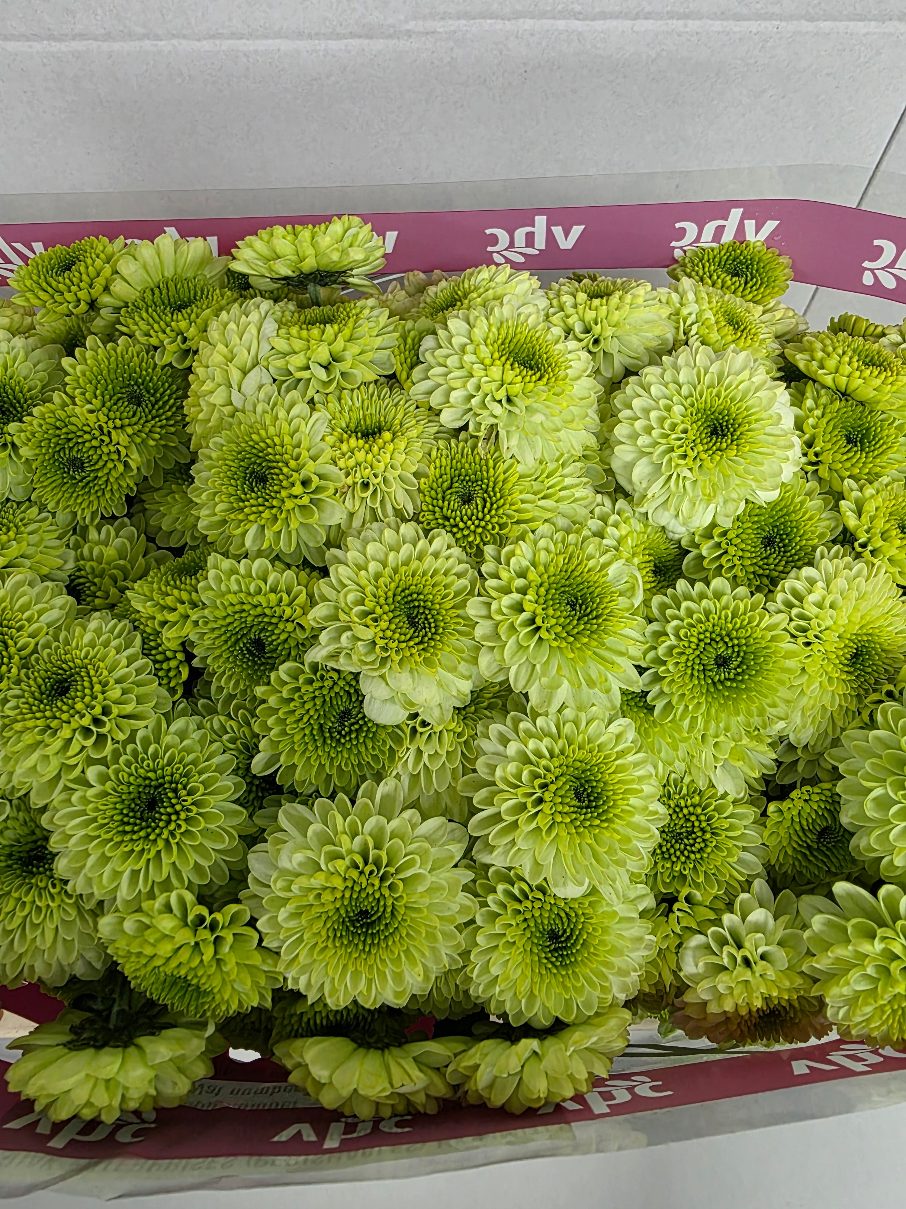 Farm Fresh Santani Bumper(Bunch of 25 stems, Length 50-60cm)