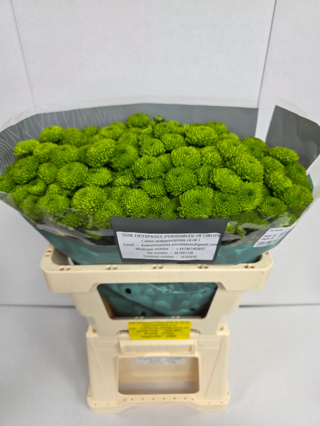Farm Fresh Santini Country (Bunch of 25 stems, Length 55cm)