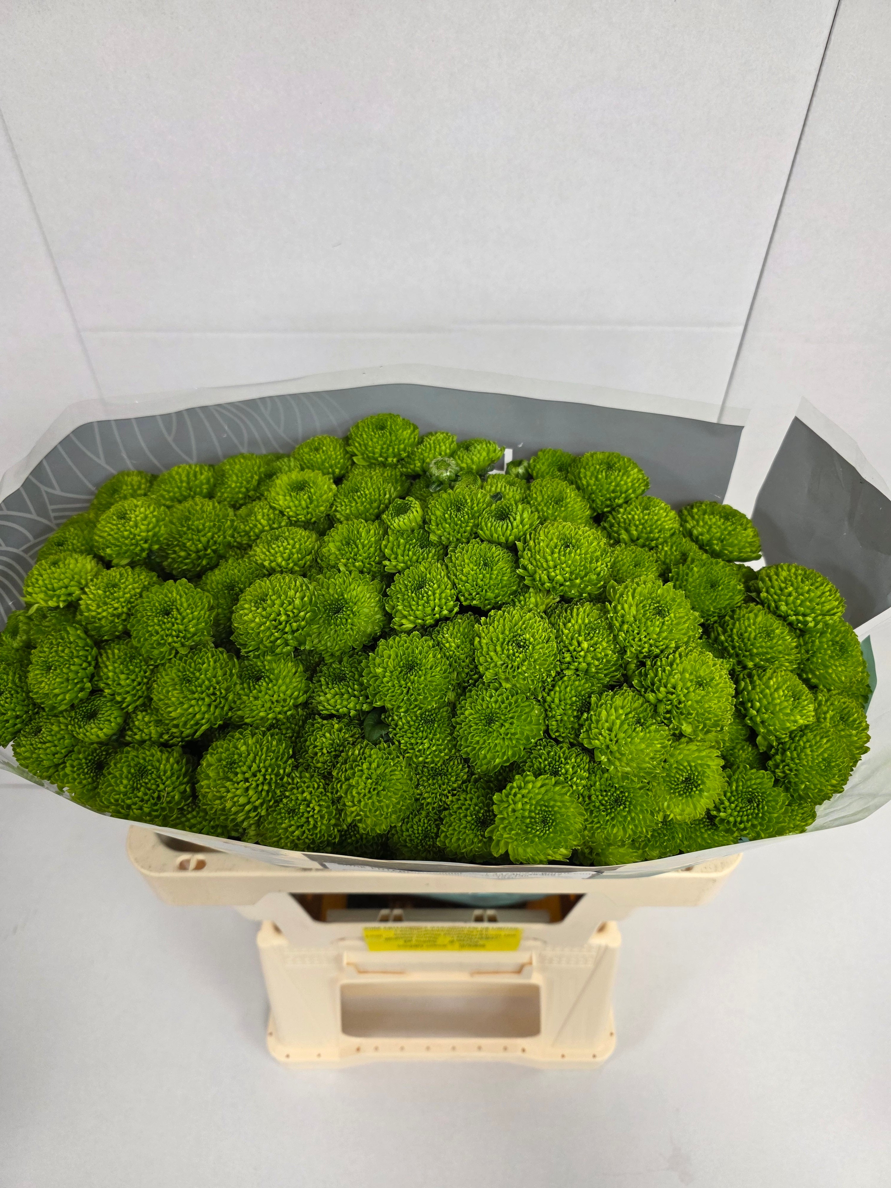 Farm Fresh Santini Country (Bunch of 25 stems, Length 55cm)