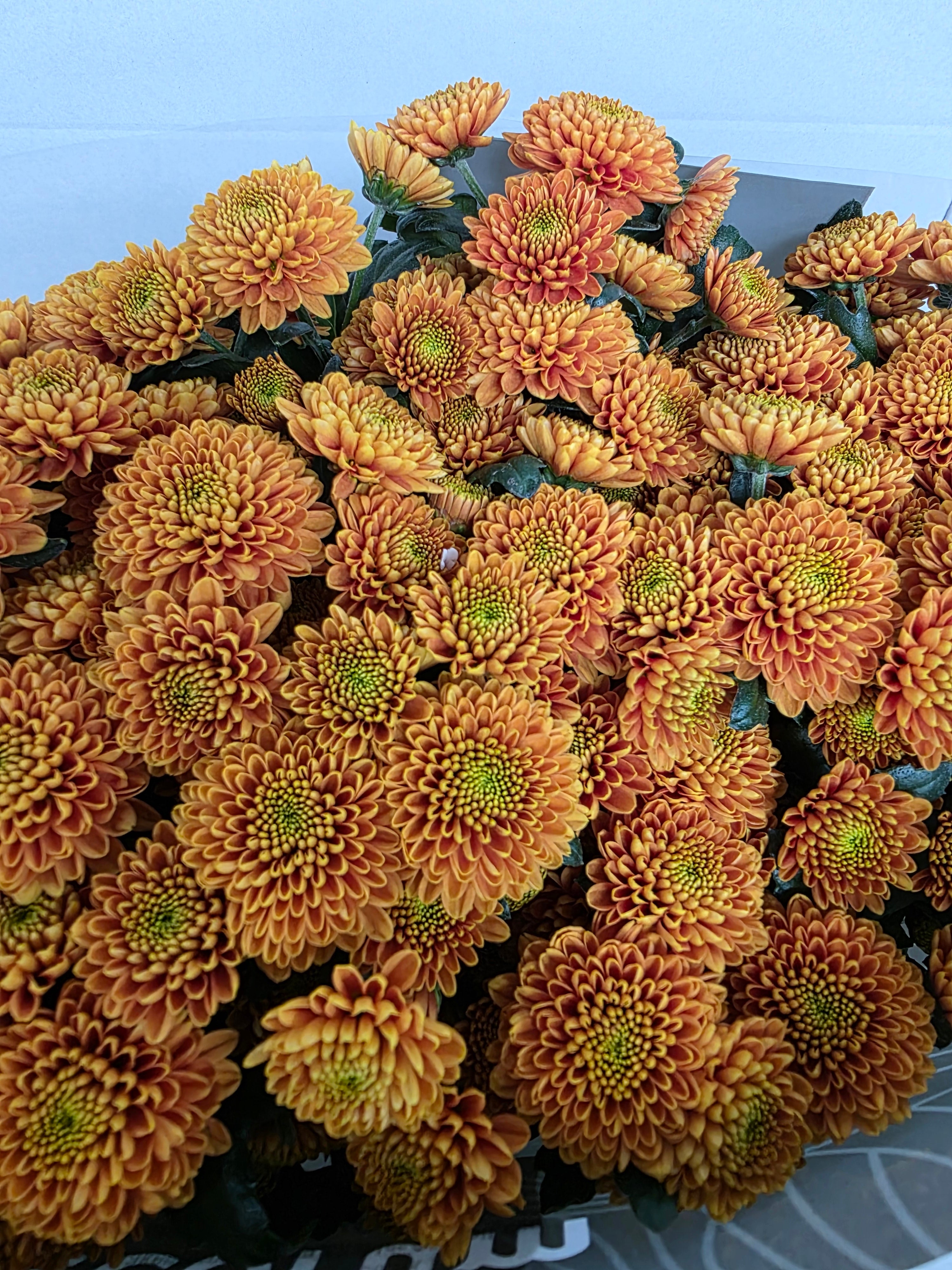 Farm Fresh Santini Ellison Orange (Bunch of 25 stems, Length 55cm)