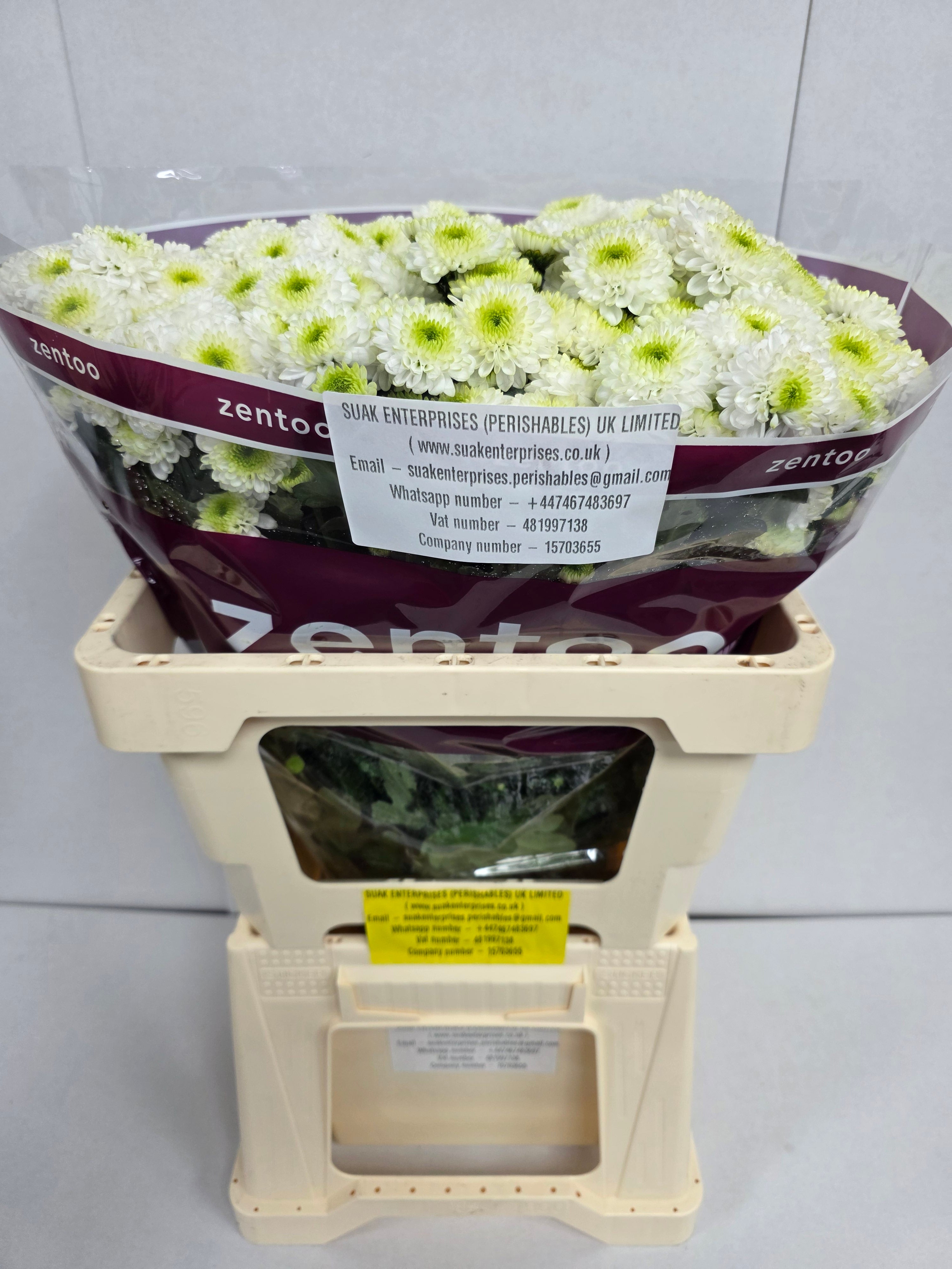 Farm Fresh Santini Ferry (Bunch of 25 stems, Length 55cm)