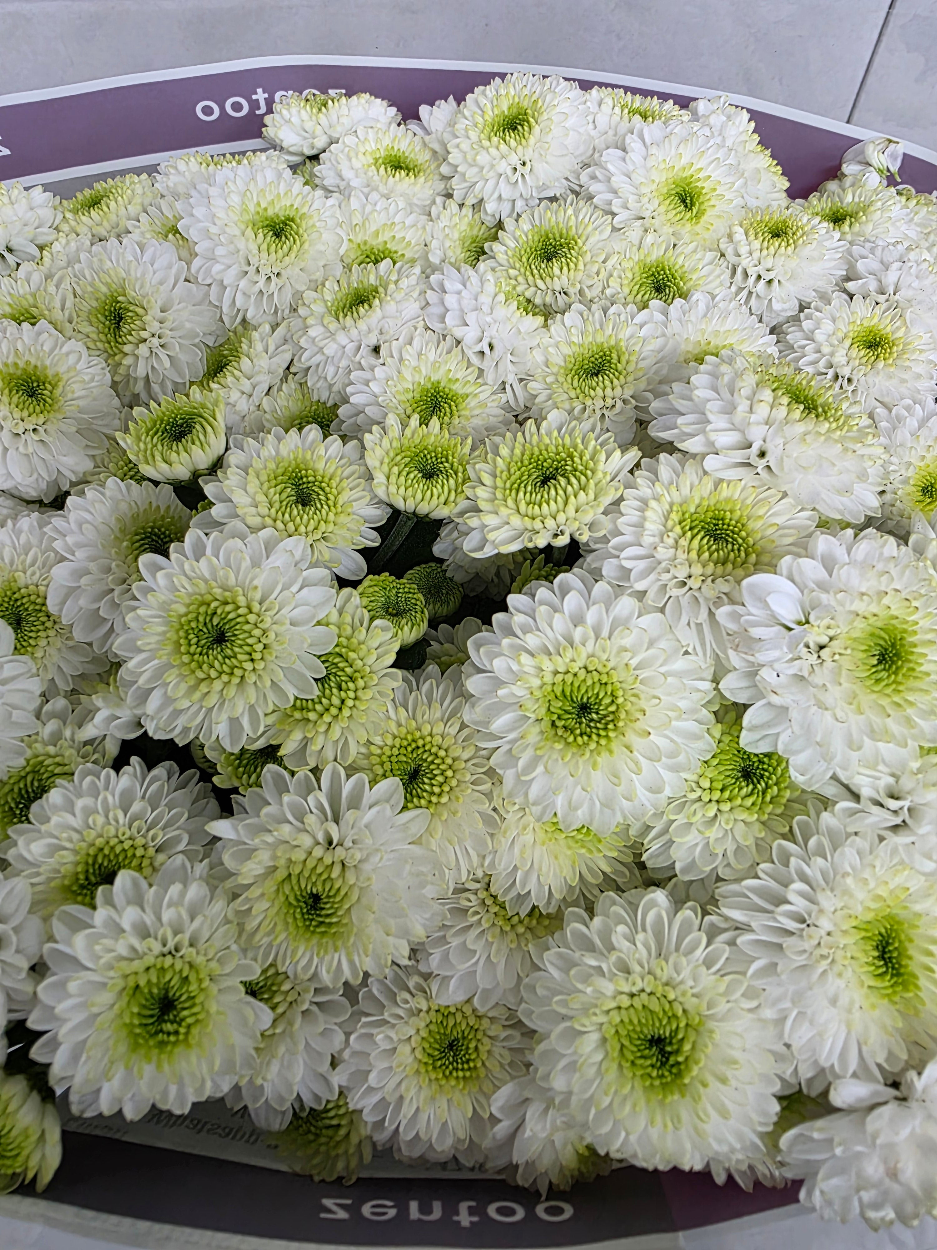 Farm Fresh Santini Ferry (Bunch of 25 stems, Length 55cm)
