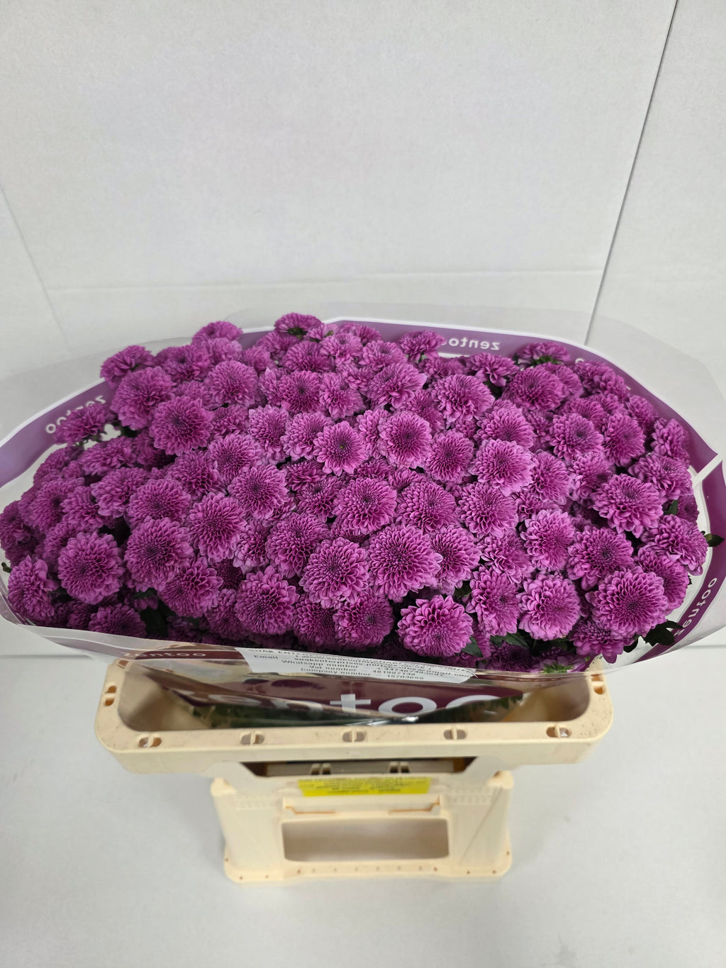Farm Fresh Santini Kismo Pink (Bunch of 25 stems, Length 55cm)