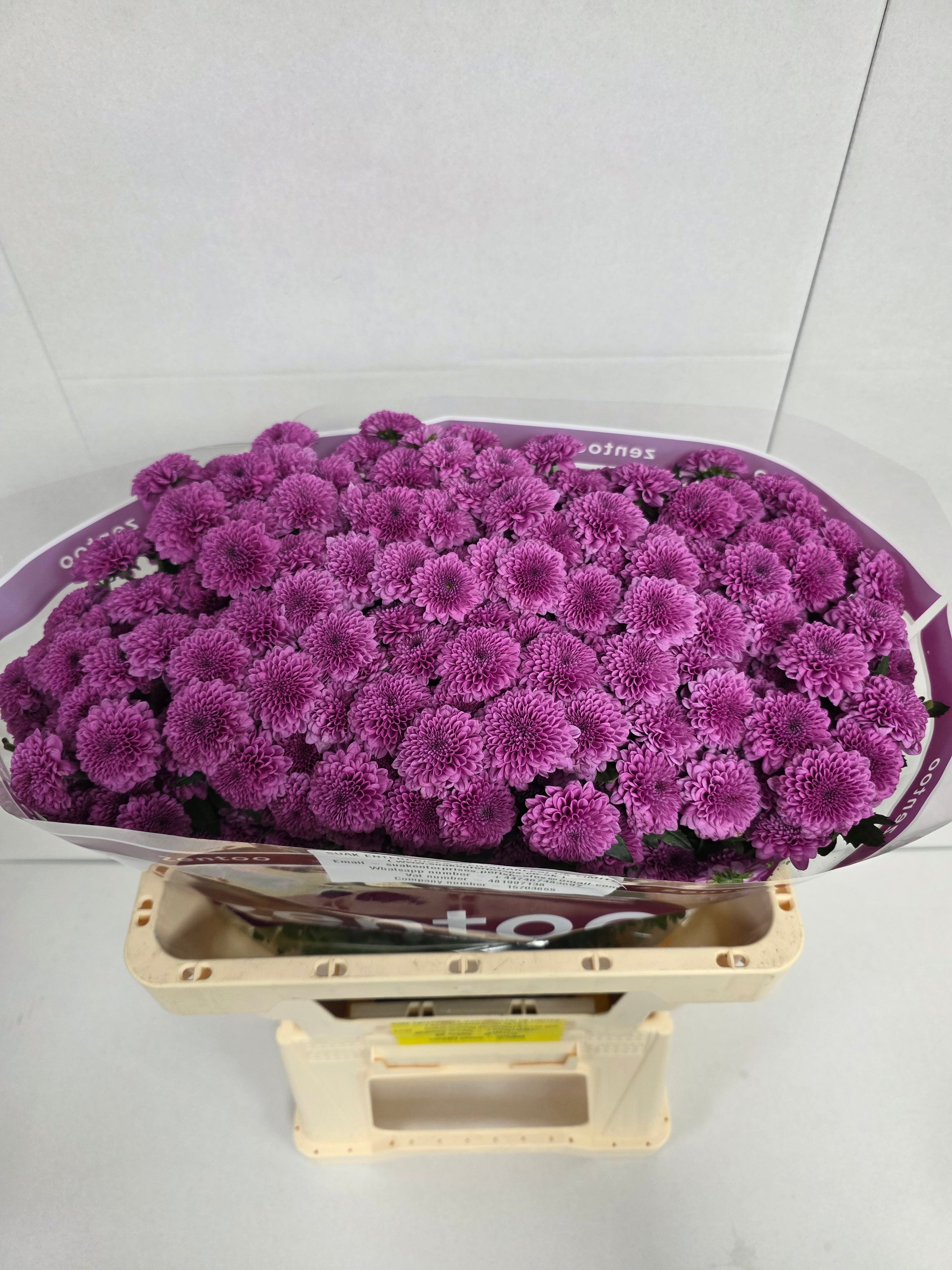 Farm Fresh Santini Kismo Pink (Bunch of 25 stems, Length 55cm)