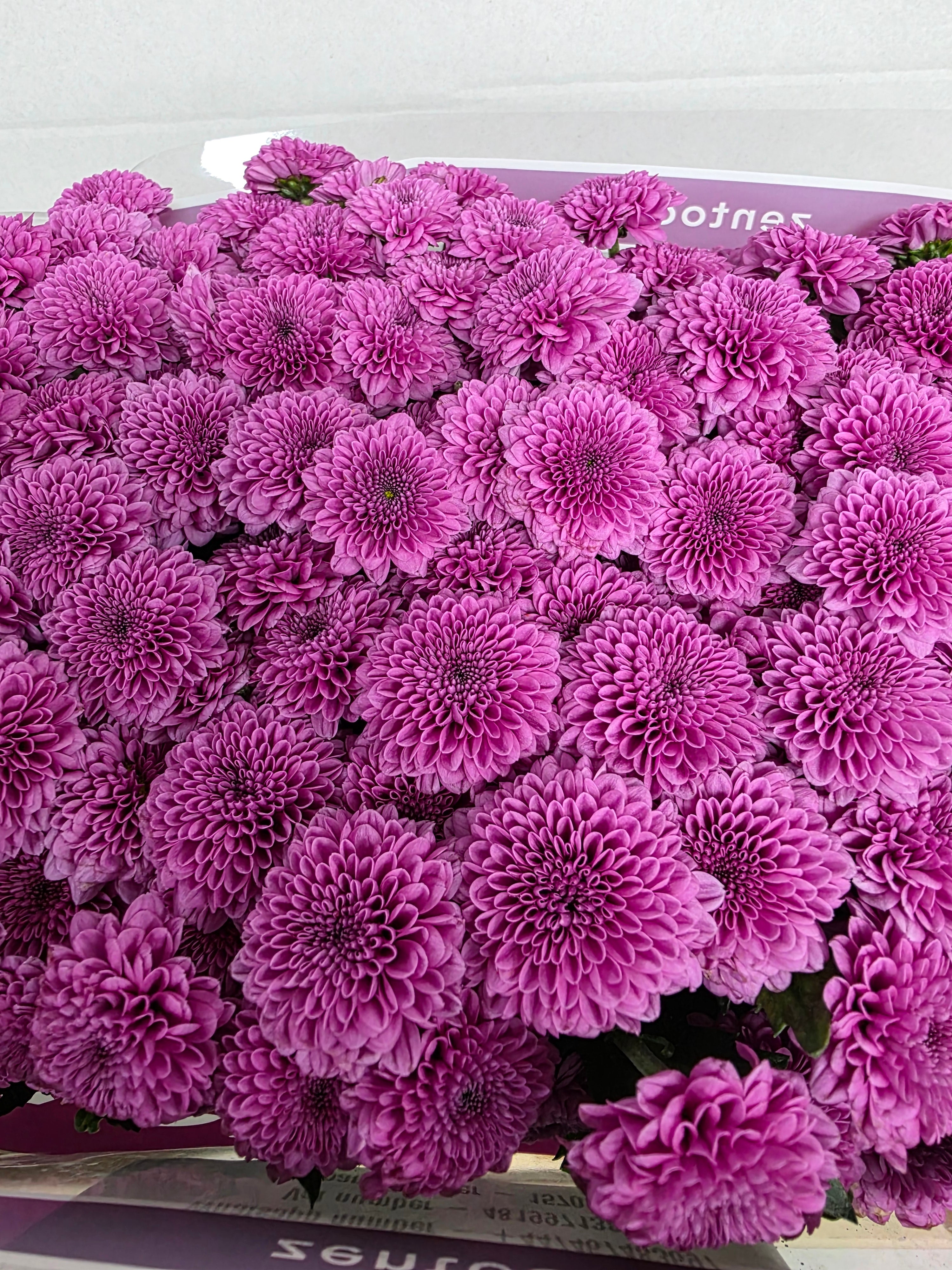 Farm Fresh Santini Kismo Pink (Bunch of 25 stems, Length 55cm)