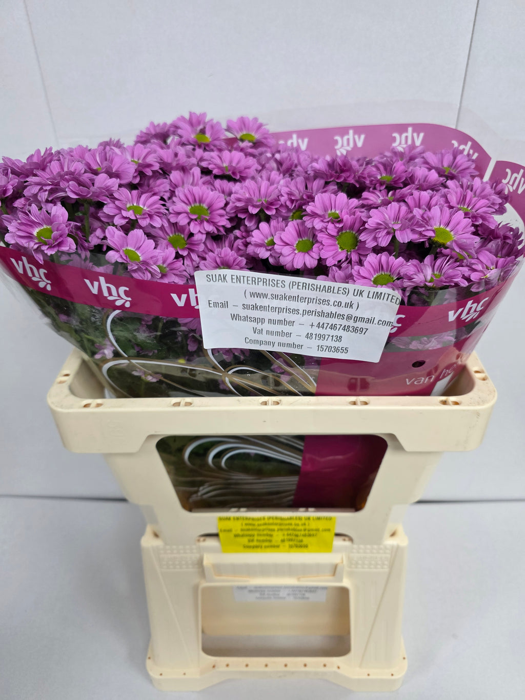 Farm Fresh Santini Krissi (Bunch of 25 stems, Length 55cm)