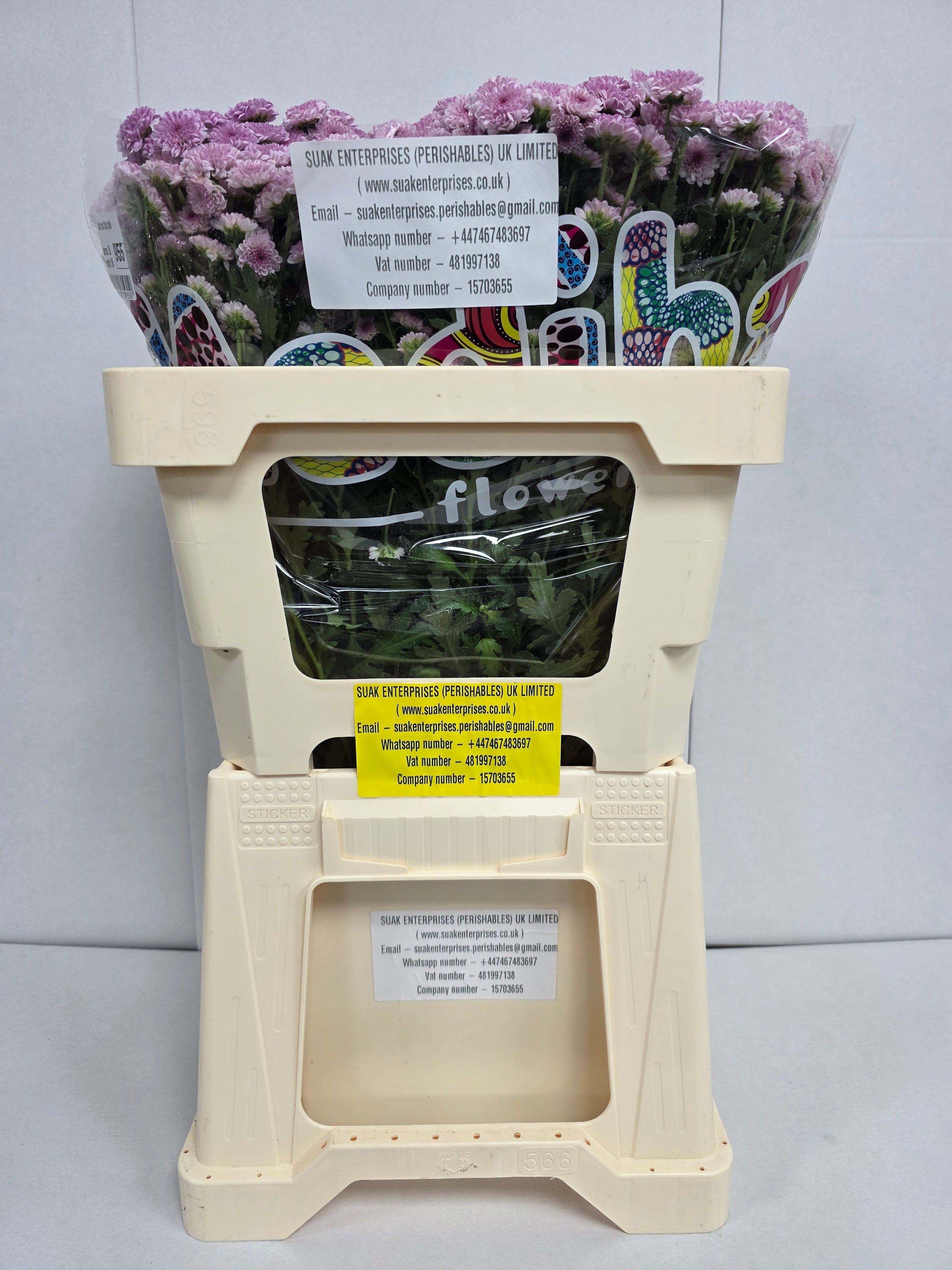 Farm Fresh Santini Mad Bico Tyolo (Bunch of 25 stems, Length 55cm)