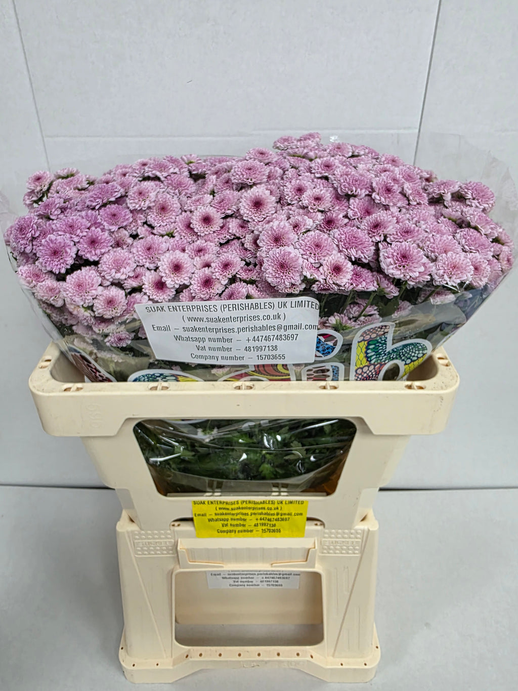 Farm Fresh Santini Mad Bico Tyolo (Bunch of 25 stems, Length 55cm)