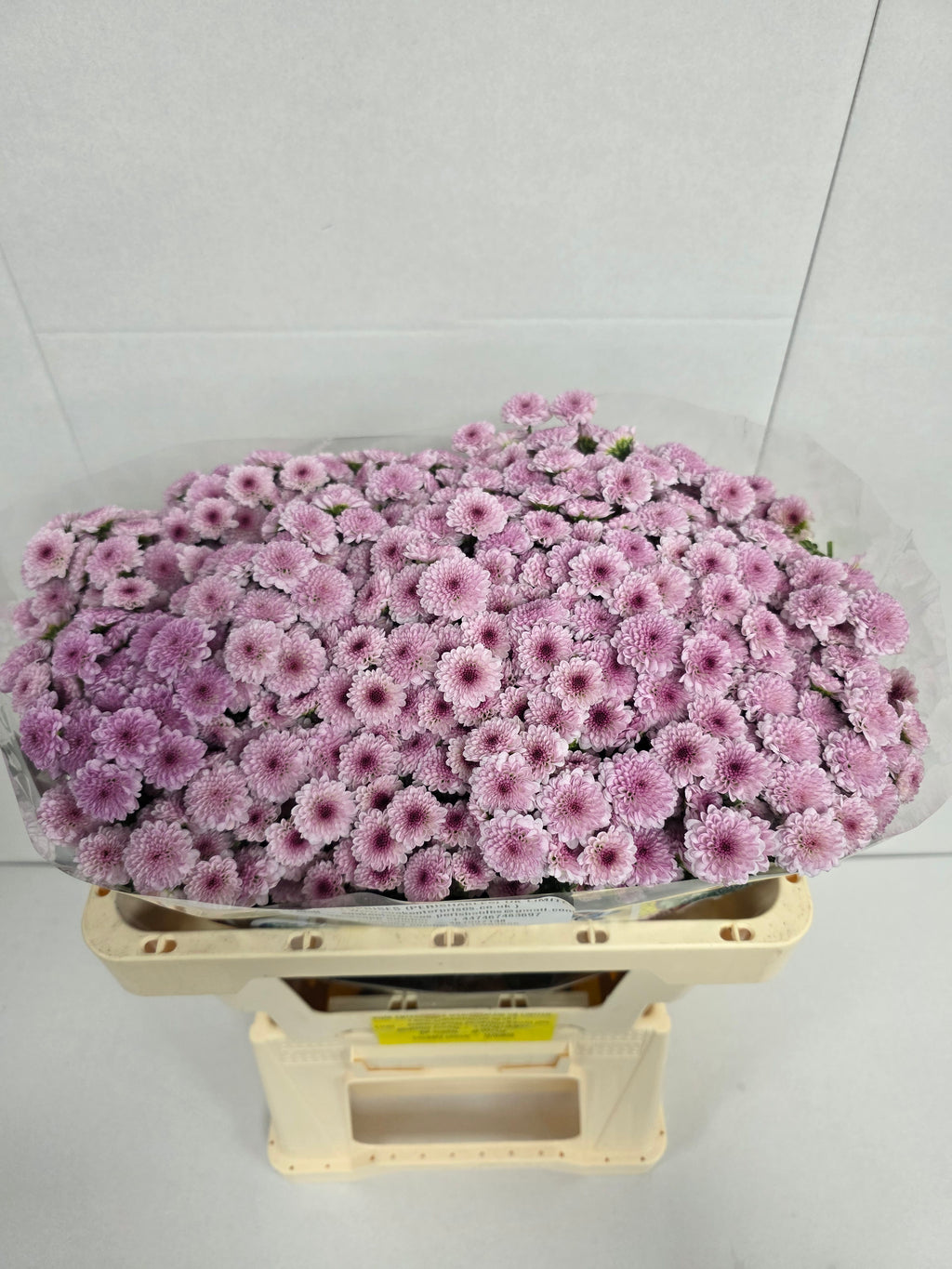Farm Fresh Santini Mad Bico Tyolo (Bunch of 25 stems, Length 55cm)