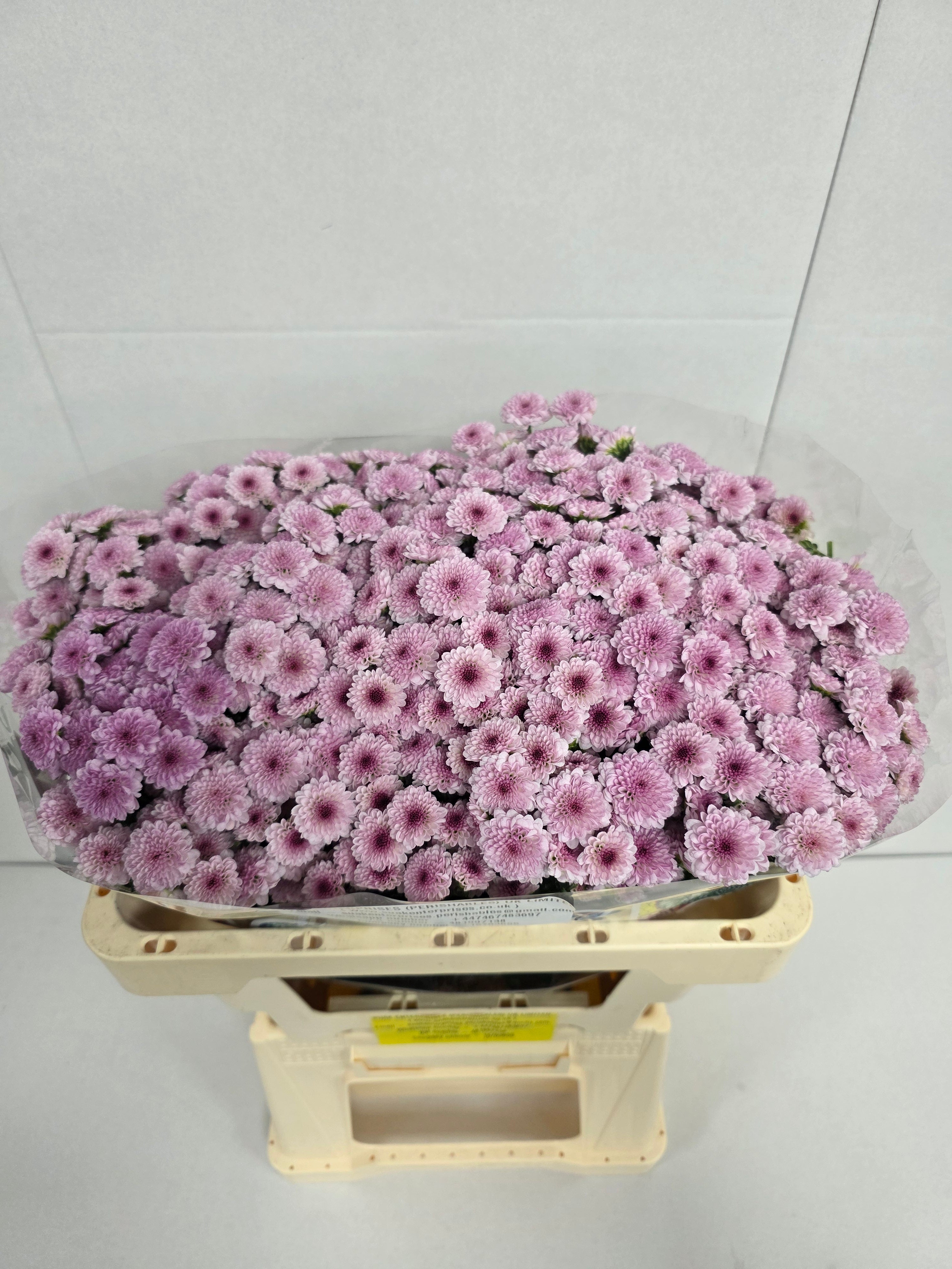 Farm Fresh Santini Mad Bico Tyolo (Bunch of 25 stems, Length 55cm)