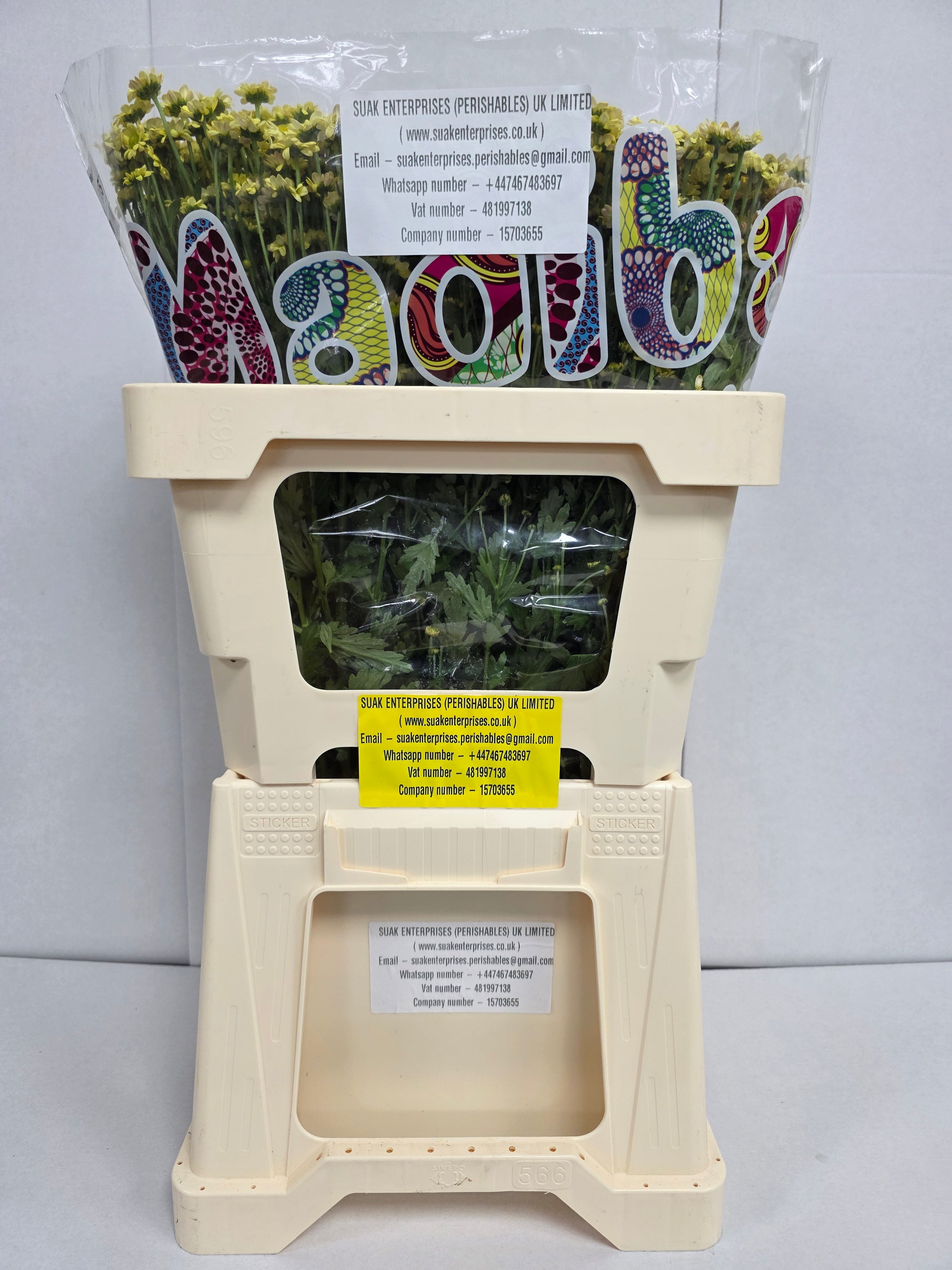 Santani Mad Nyaka Creme(Bunch of 25 stems, Length 50-60cm)