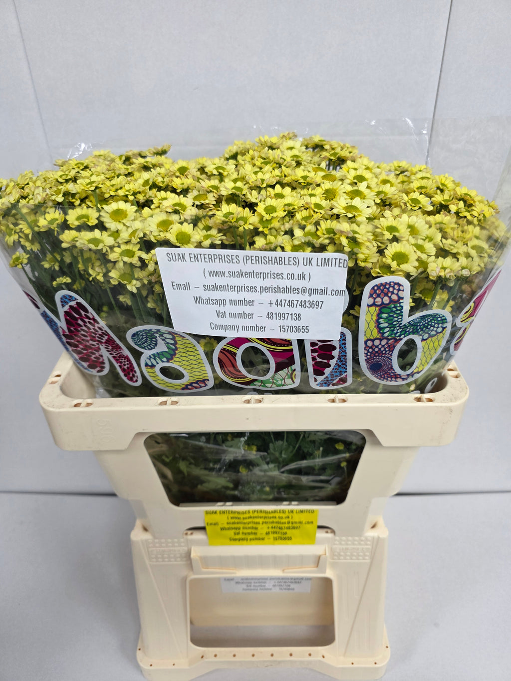 Farm Fresh Santini Mad Nyaka Creme (Bunch of 25 stems, Length 55cm)