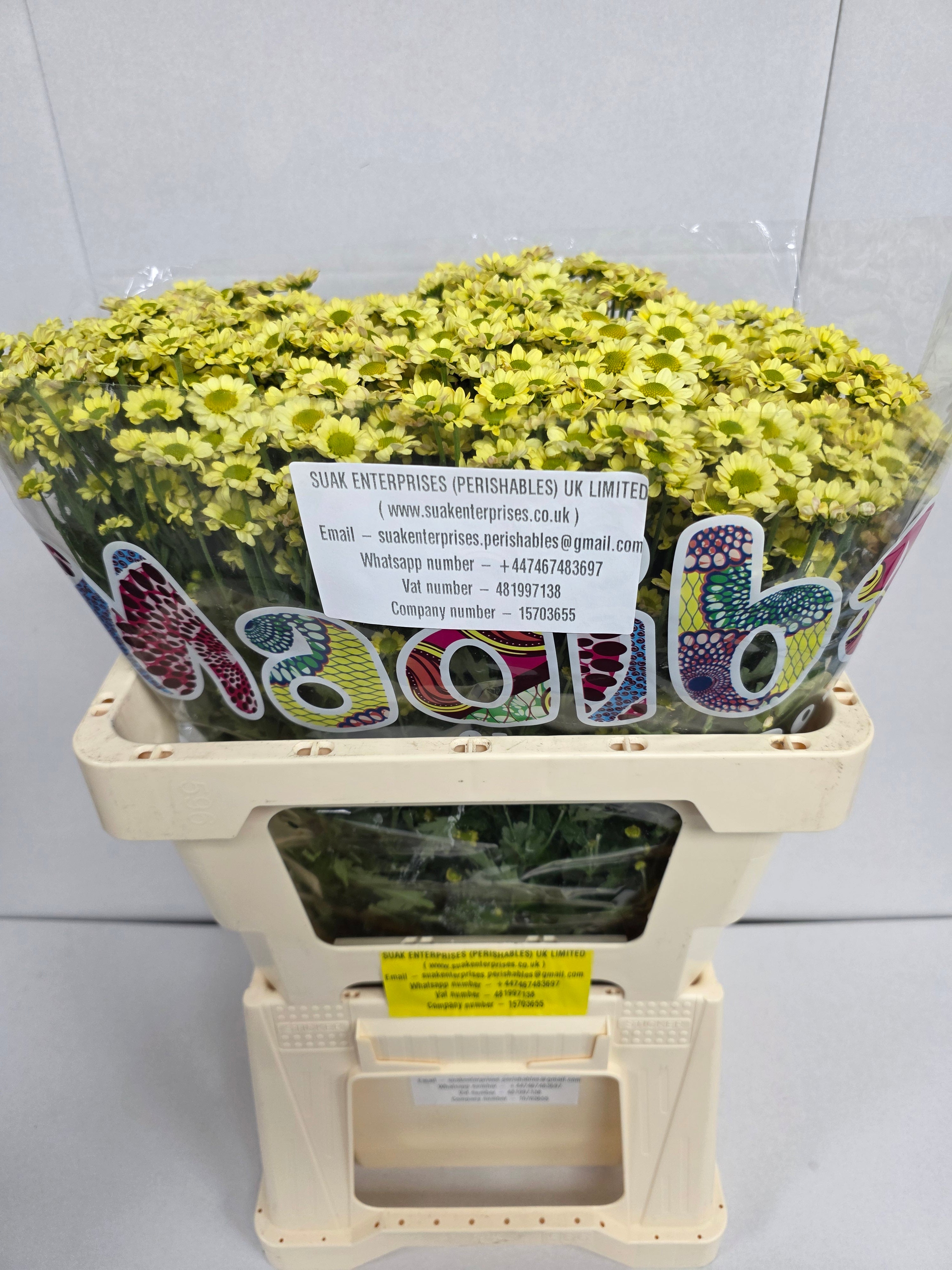 Santani Mad Nyaka Creme(Bunch of 25 stems, Length 50-60cm)