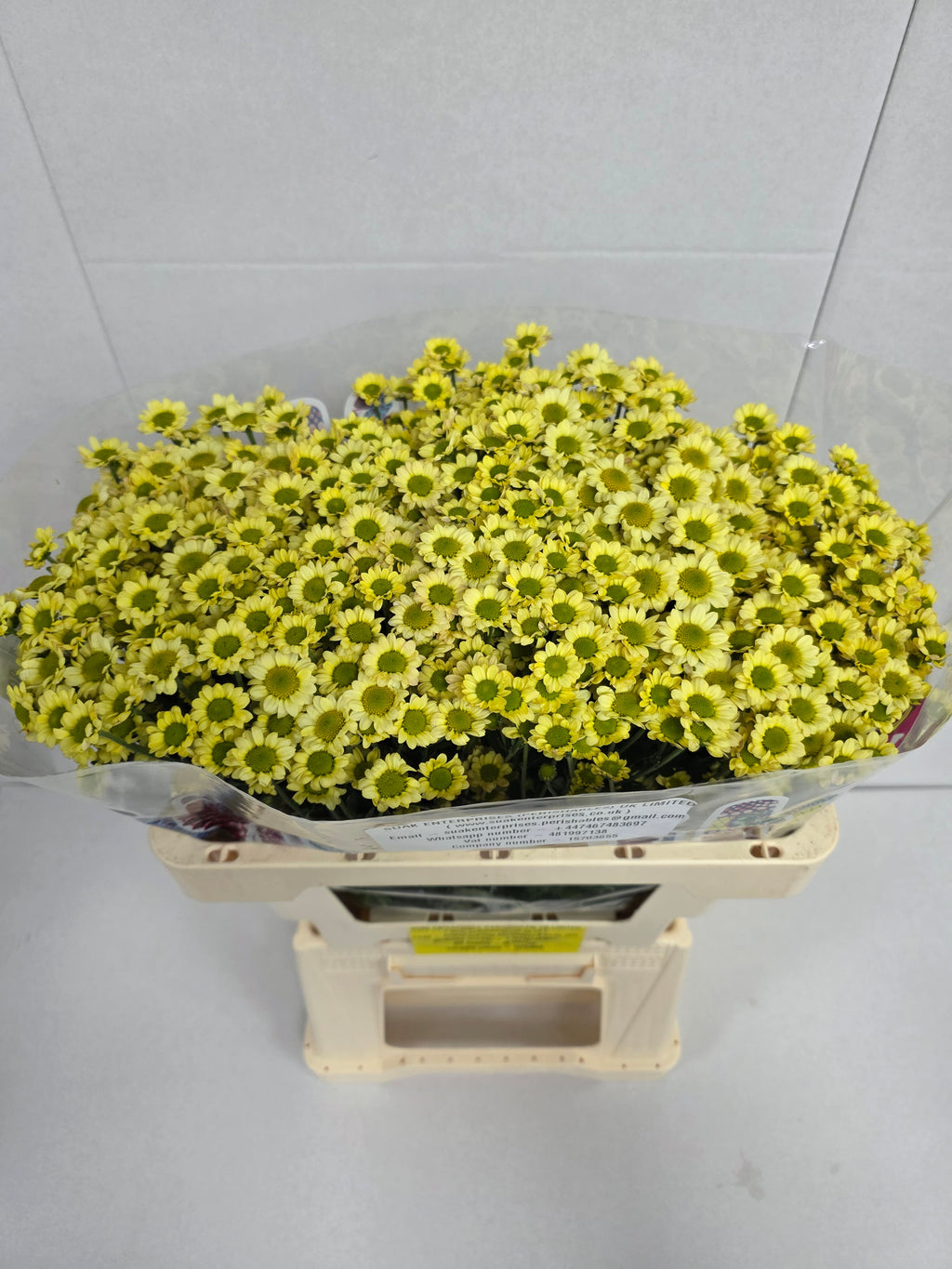 Farm Fresh Santini Mad Nyaka Creme (Bunch of 25 stems, Length 55cm)