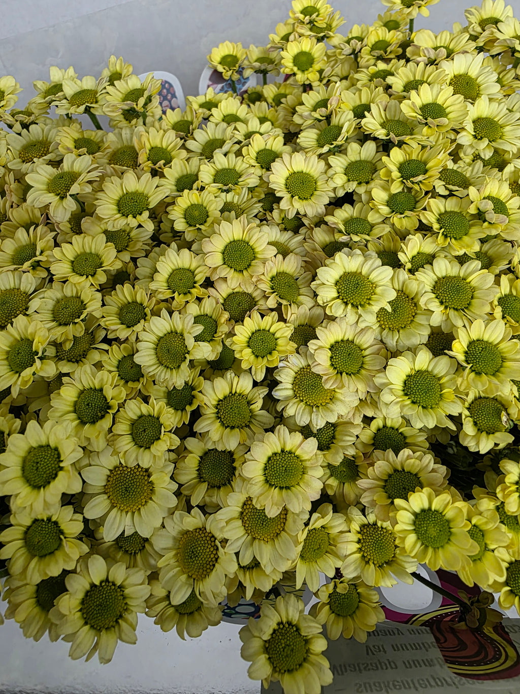 Farm Fresh Santini Mad Nyaka Creme (Bunch of 25 stems, Length 55cm)