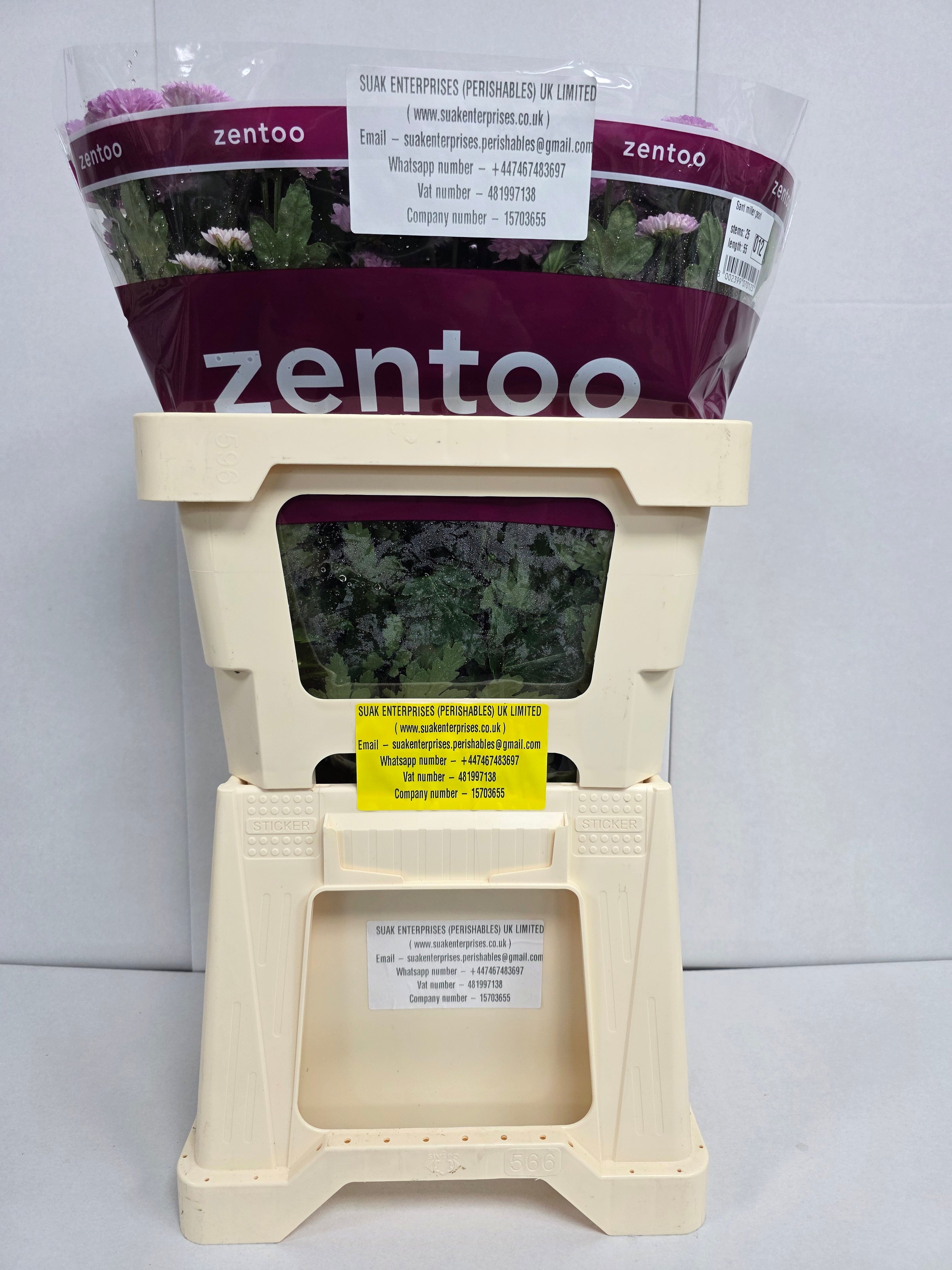 Farm Fresh Santini Miller Pearl (Bunch of 25 stems, Length 55cm)