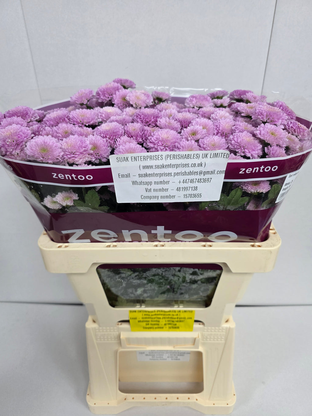 Farm Fresh Santini Miller Pearl (Bunch of 25 stems, Length 55cm)