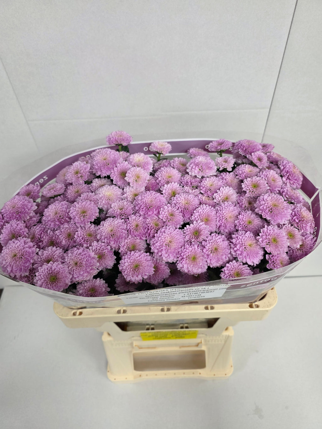 Farm Fresh Santini Miller Pearl (Bunch of 25 stems, Length 55cm)