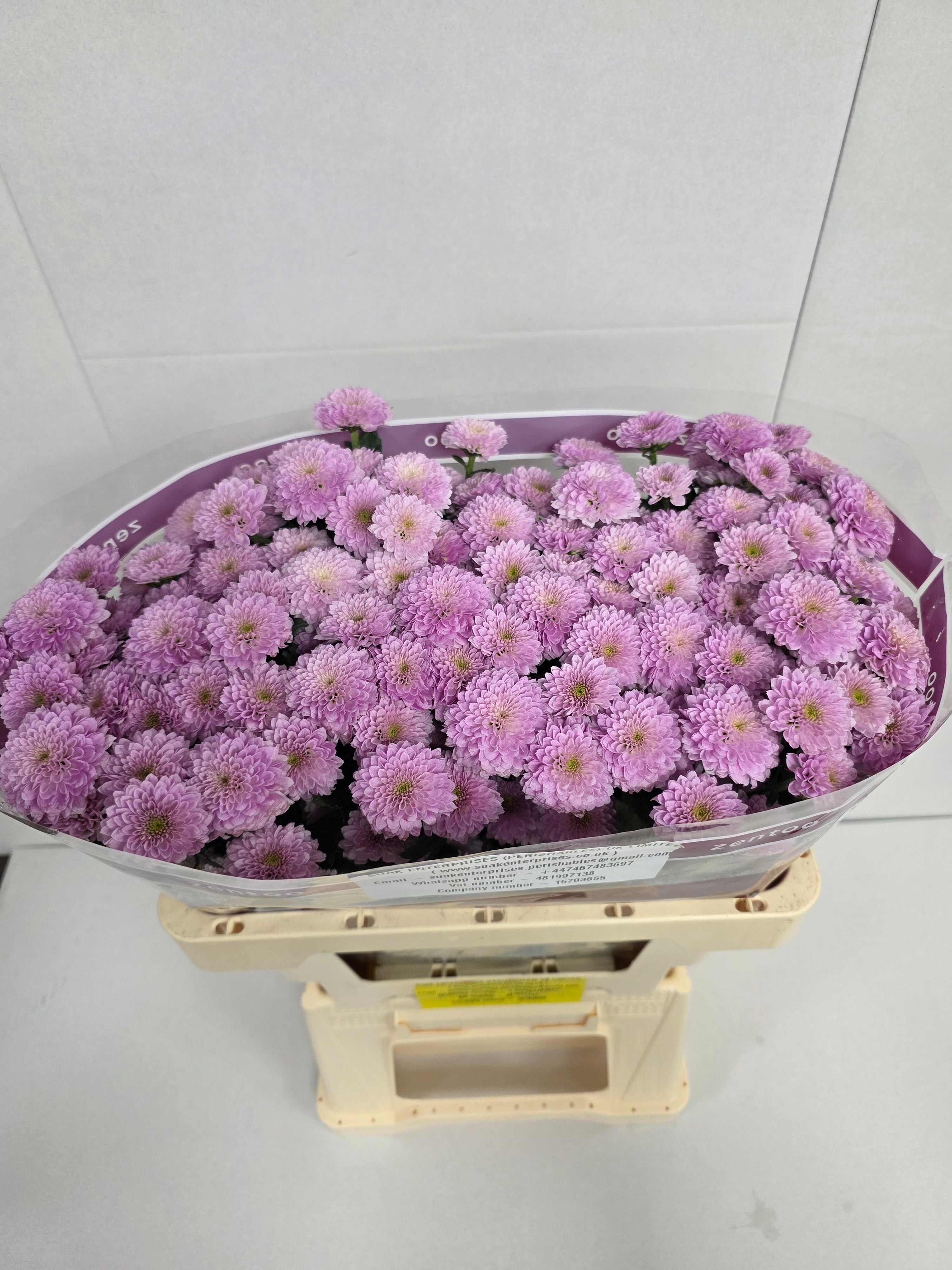 Farm Fresh Santini Miller Pearl (Bunch of 25 stems, Length 55cm)