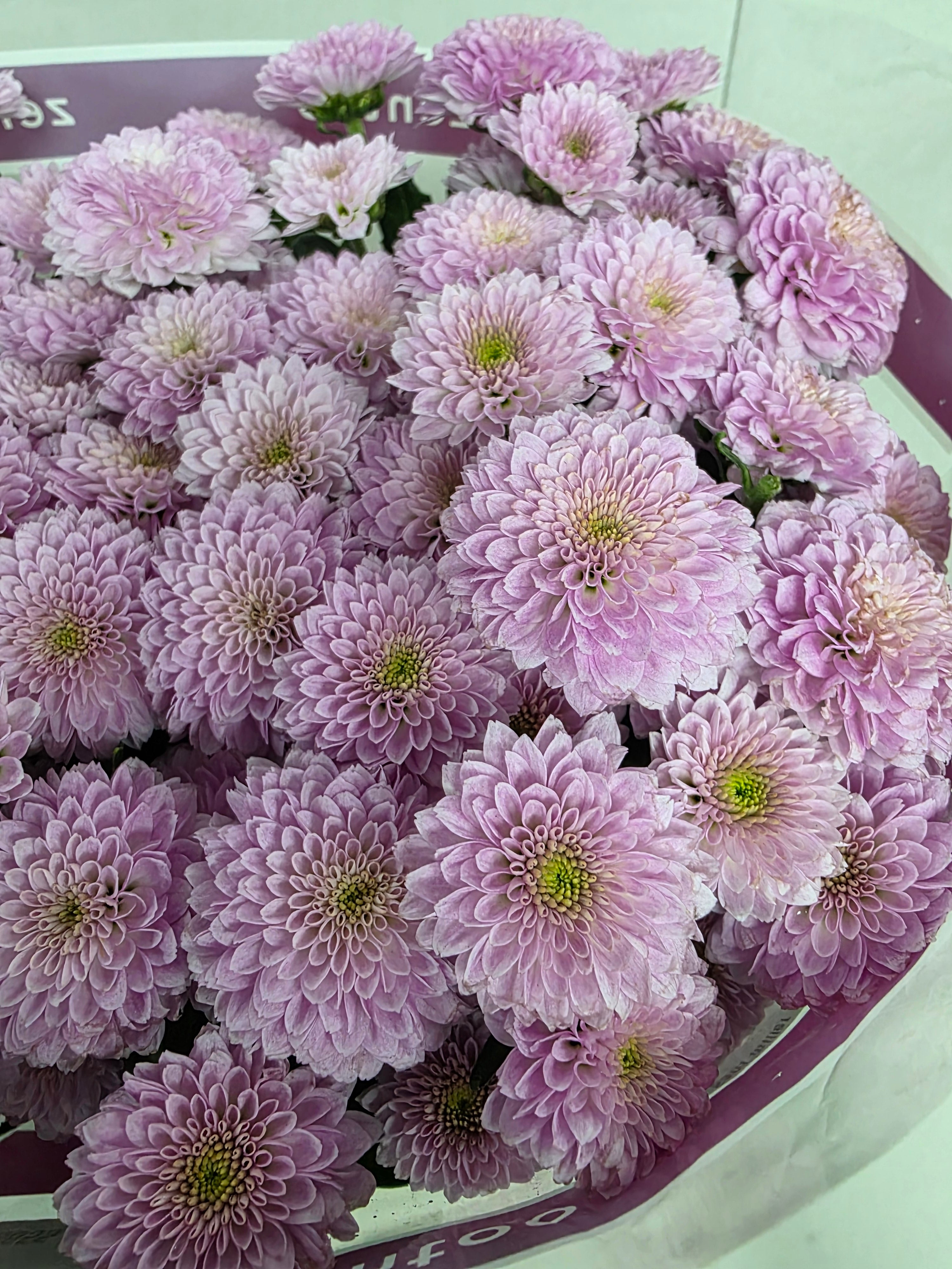 Farm Fresh Santini Miller Pearl (Bunch of 25 stems, Length 55cm)