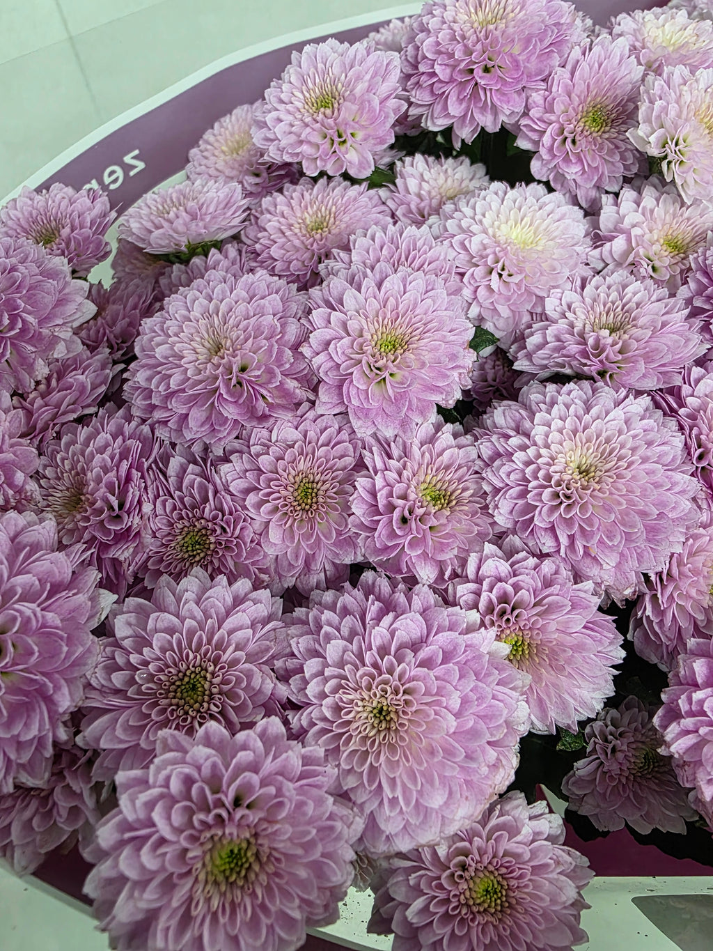 Farm Fresh Santini Miller Pearl (Bunch of 25 stems, Length 55cm)