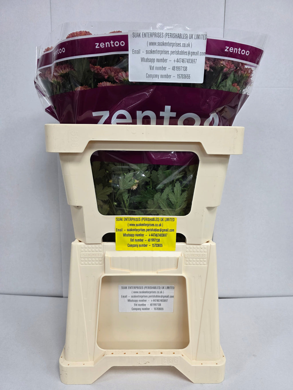 Farm Fresh Santini Miller Smokey (Bunch of 25 stems, Length 55cm)