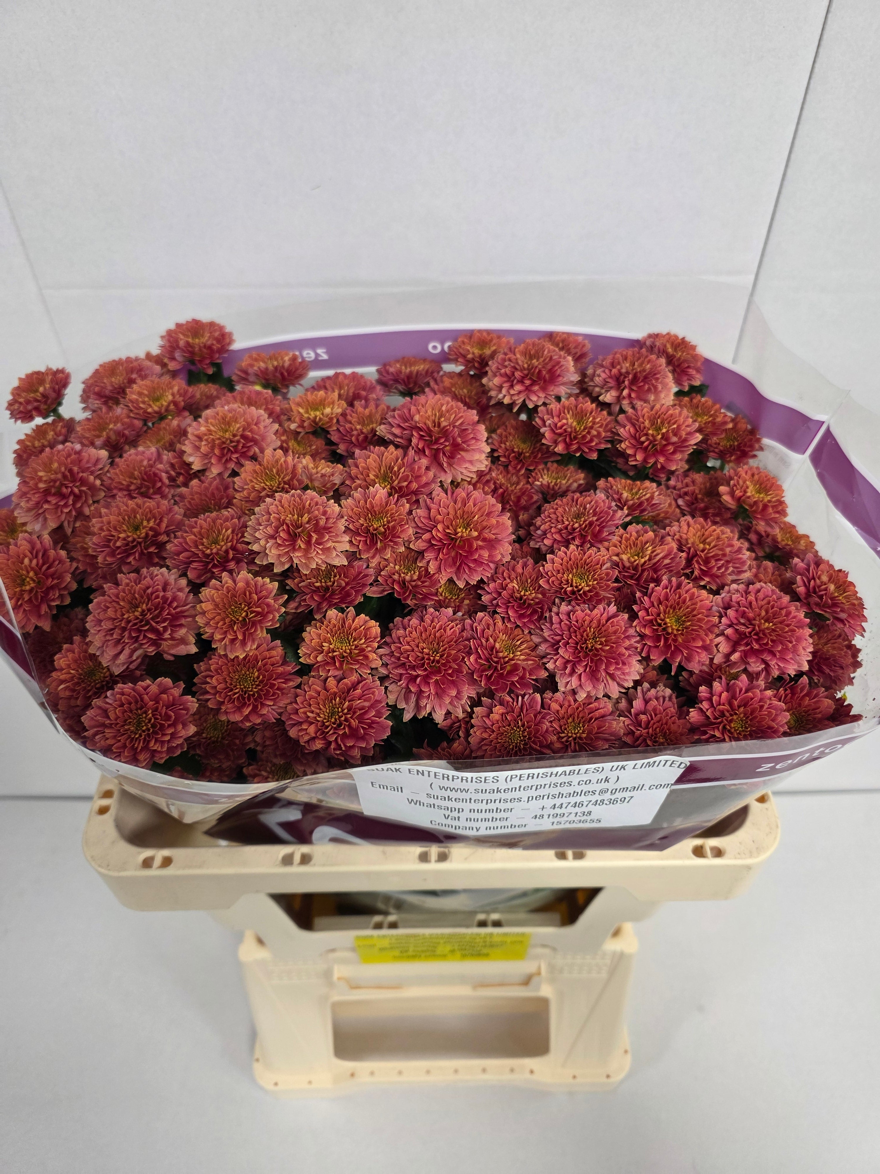Farm Fresh Santini Miller Smokey (Bunch of 25 stems, Length 55cm)