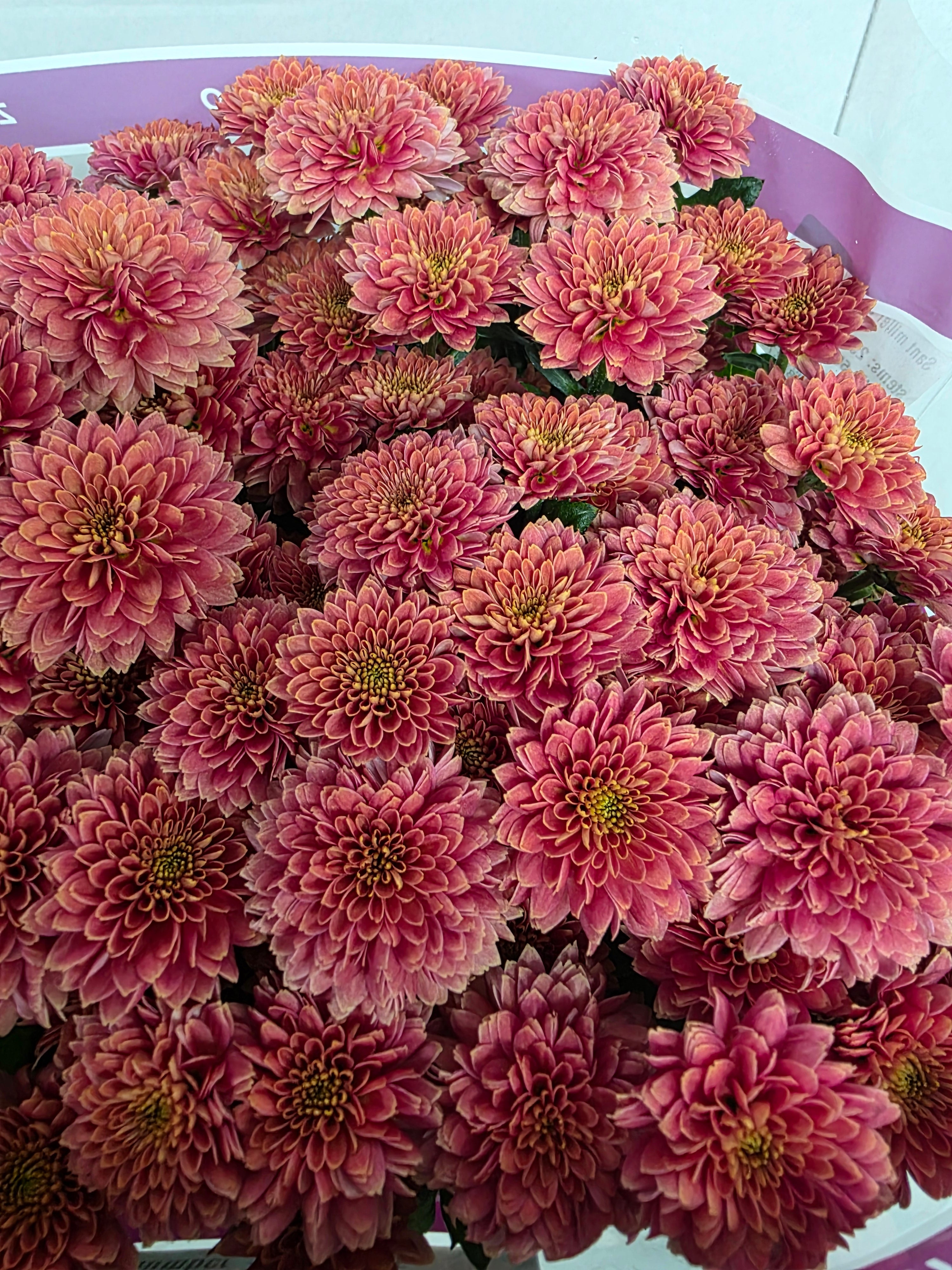 Farm Fresh Santini Miller Smokey (Bunch of 25 stems, Length 55cm)