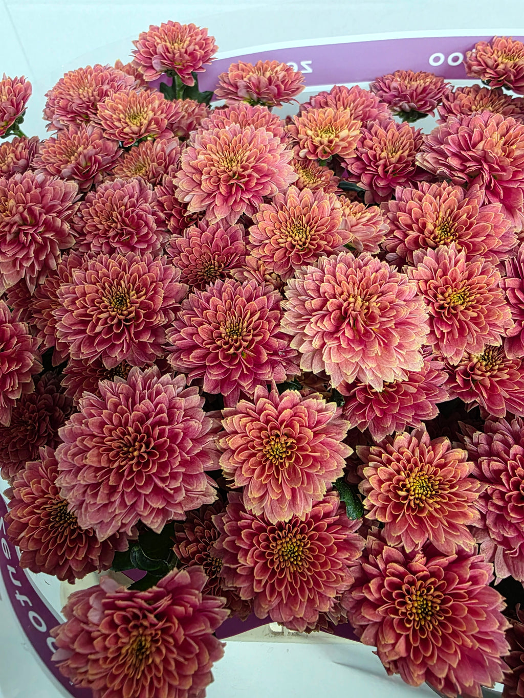 Farm Fresh Santini Miller Smokey (Bunch of 25 stems, Length 55cm)