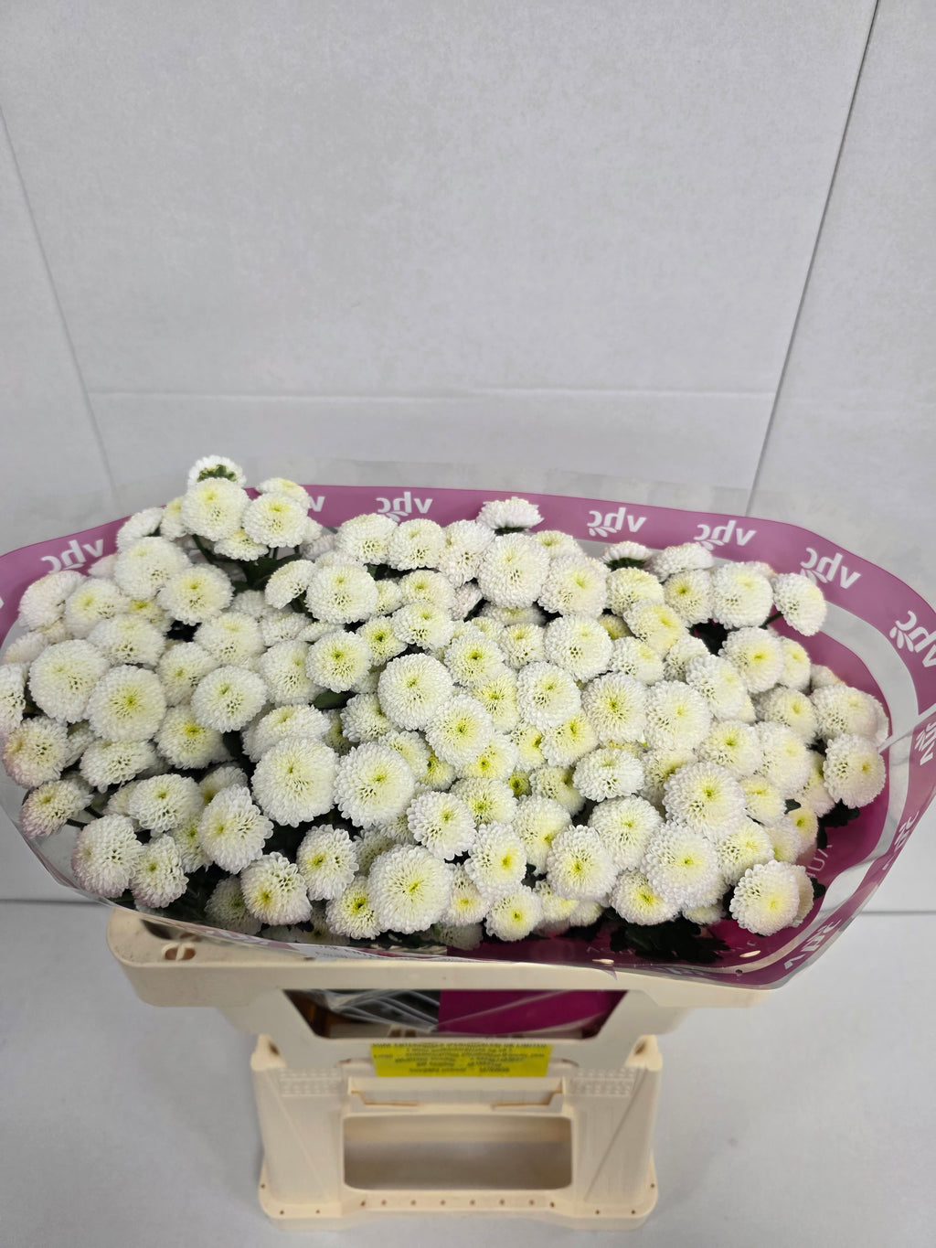 Farm Fresh Santini Pizarro (Bunch of 25 stems, Length 55cm)
