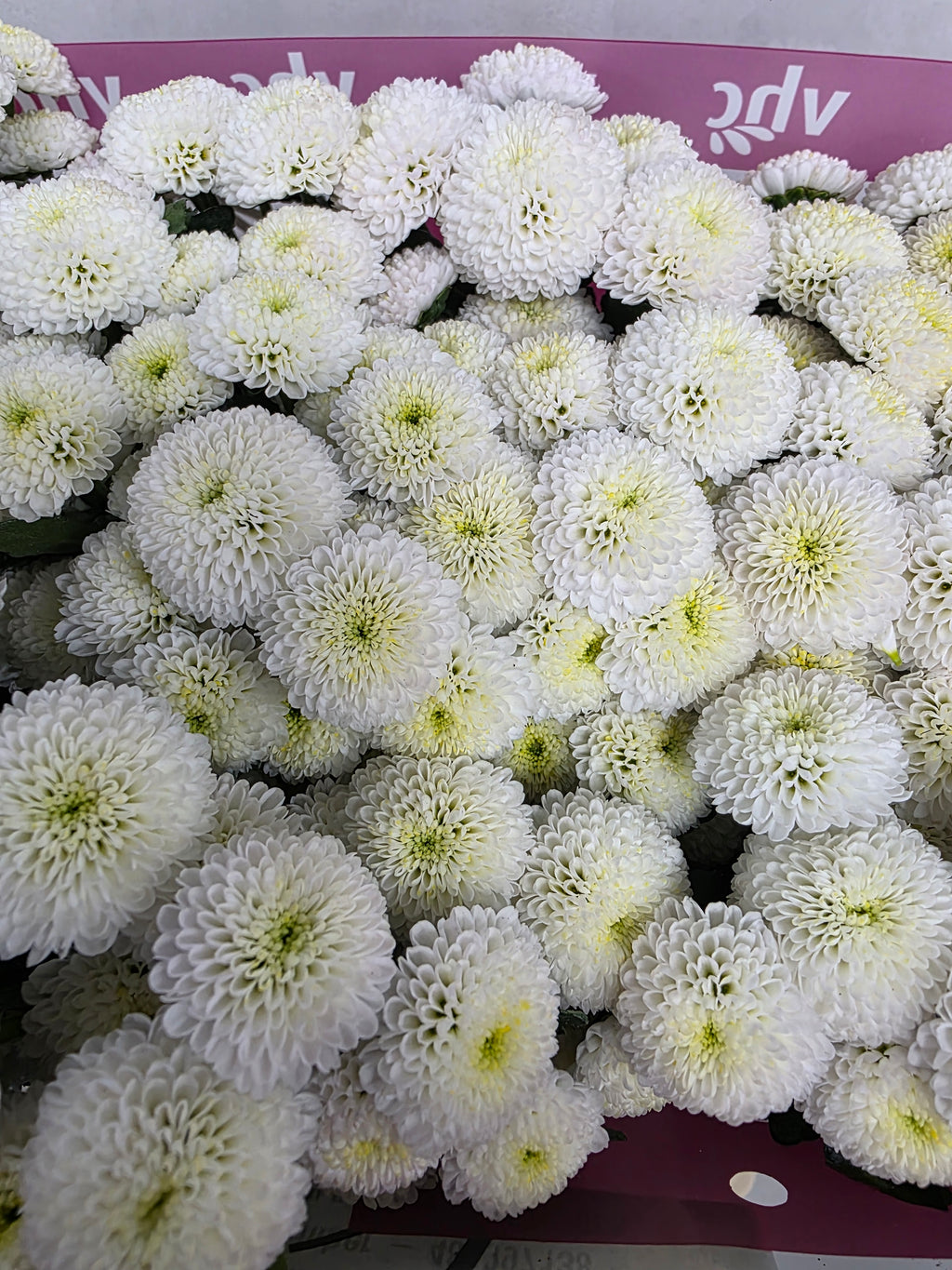 Farm Fresh Santini Pizarro (Bunch of 25 stems, Length 55cm)