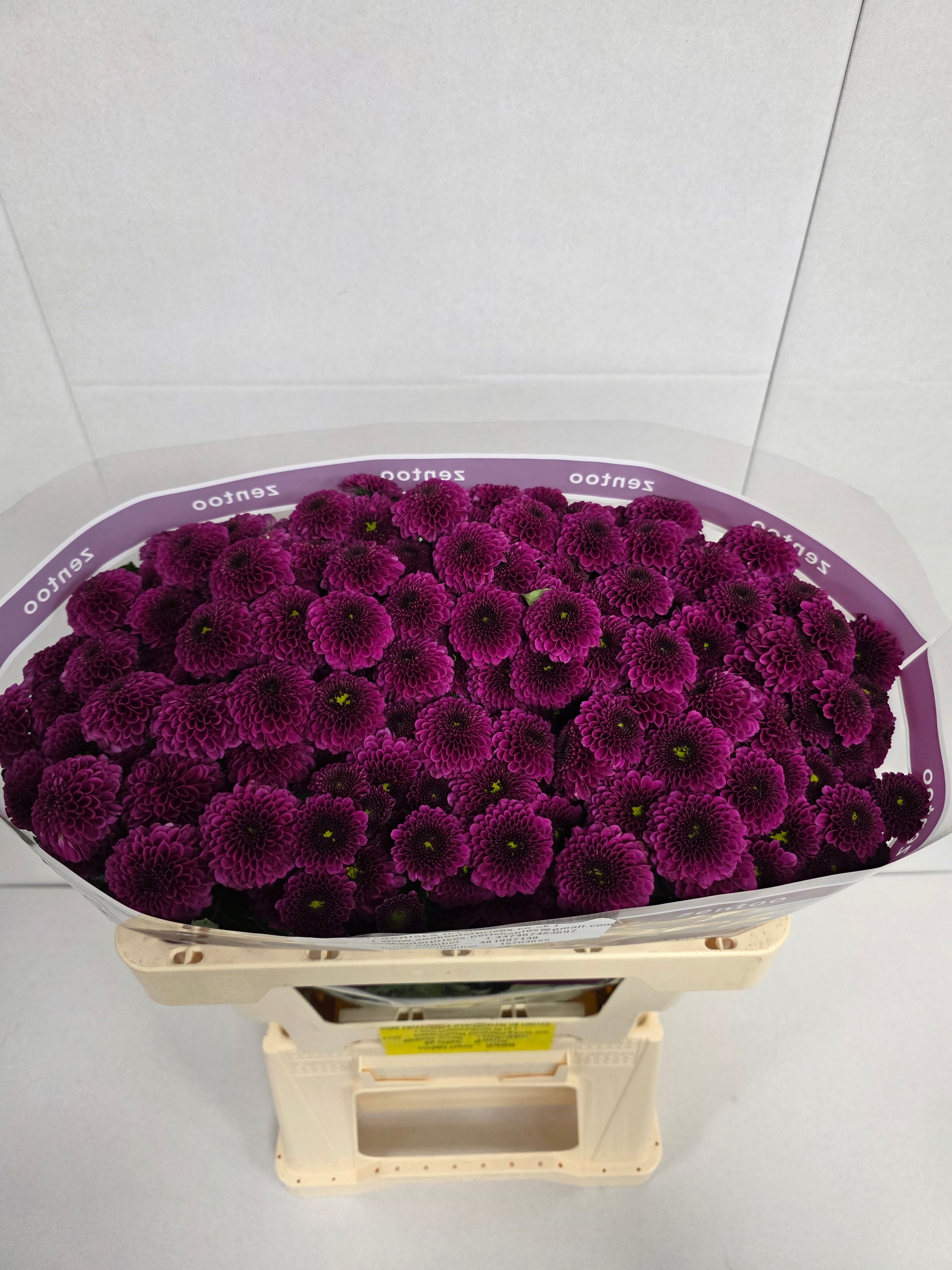 Farm Fresh Santini Purpetta (Bunch of 25 stems, Length 55cm)