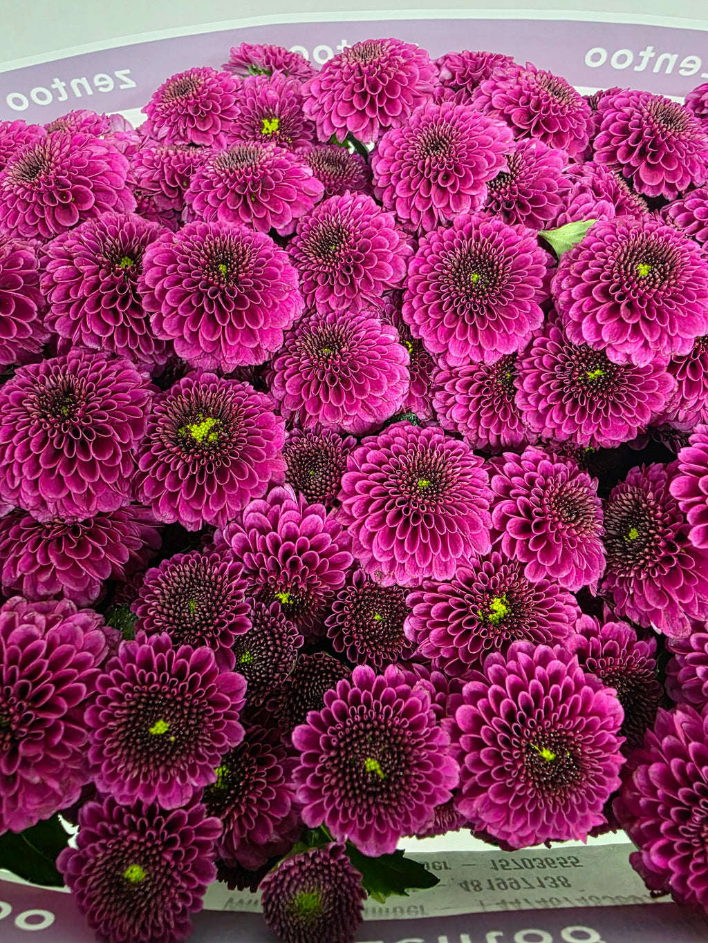 Farm Fresh Santini Purpetta (Bunch of 25 stems, Length 55cm)