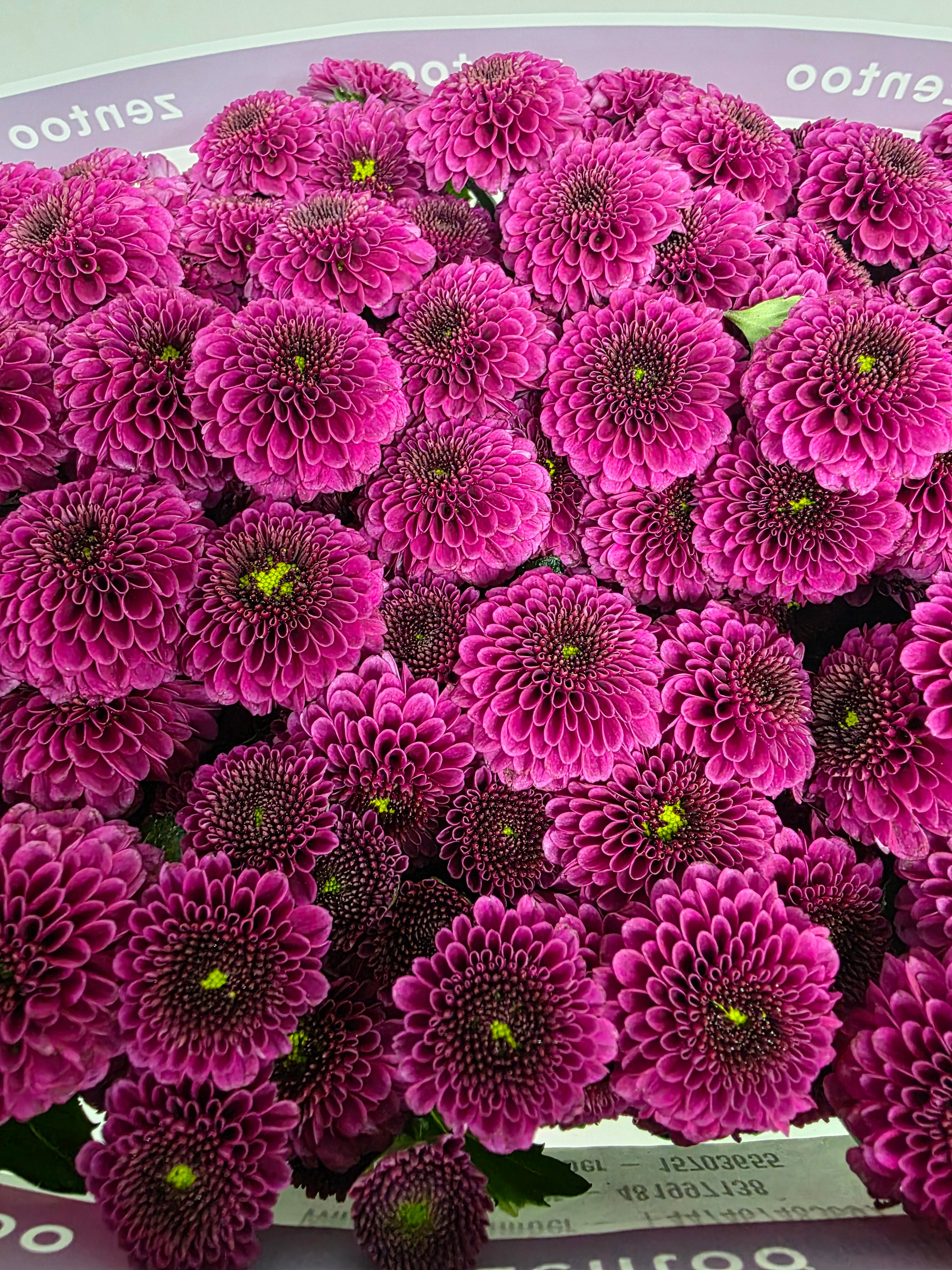 Farm Fresh Santini Purpetta (Bunch of 25 stems, Length 55cm)