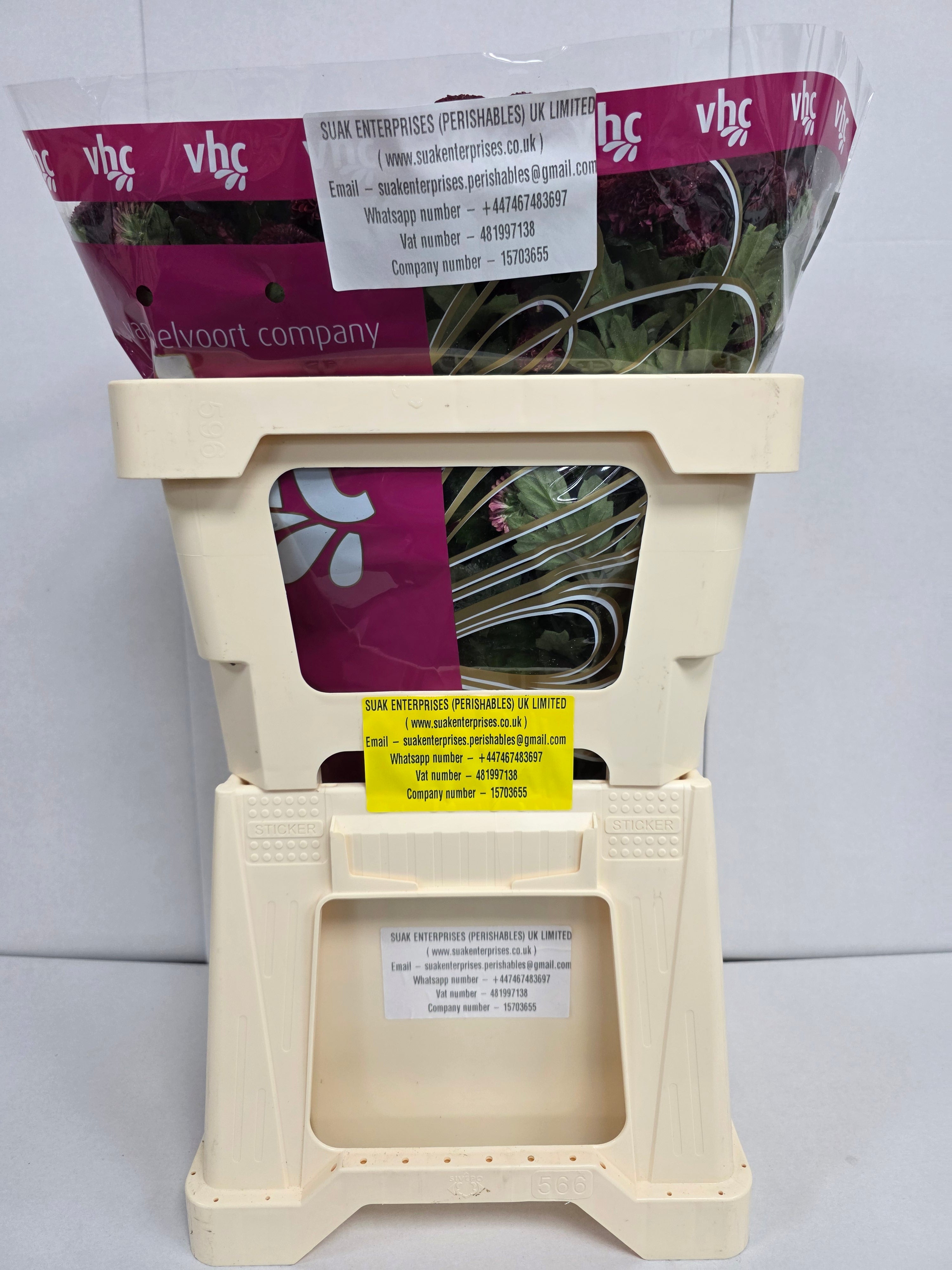 Santani Purpetta Red(Bunch of 25 stems, Length 50-60cm)