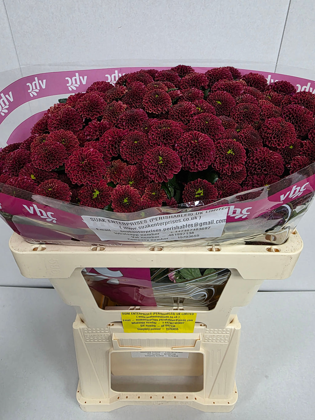 Santani Purpetta Red(Bunch of 25 stems, Length 50-60cm)