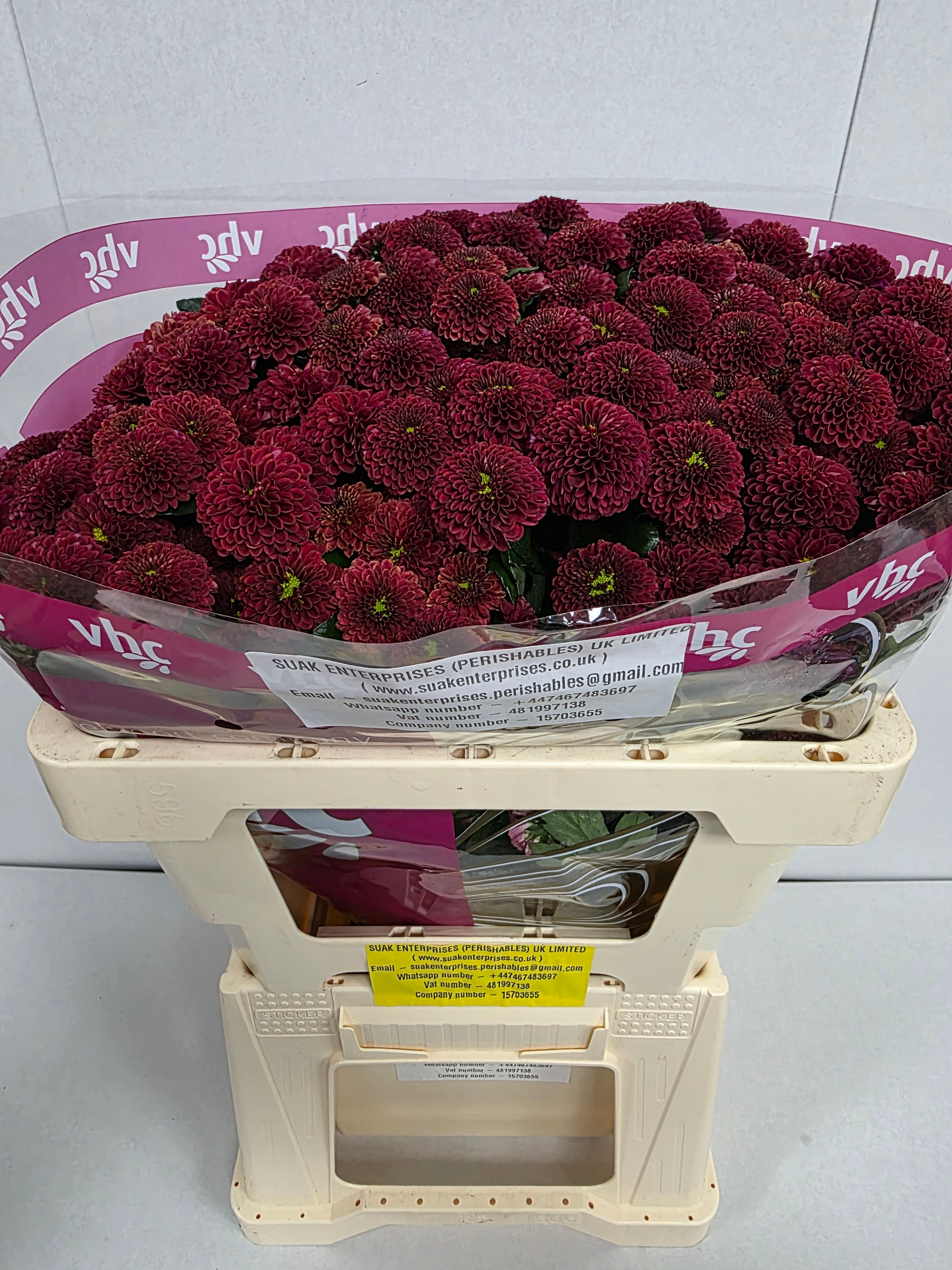 Santani Purpetta Red(Bunch of 25 stems, Length 50-60cm)