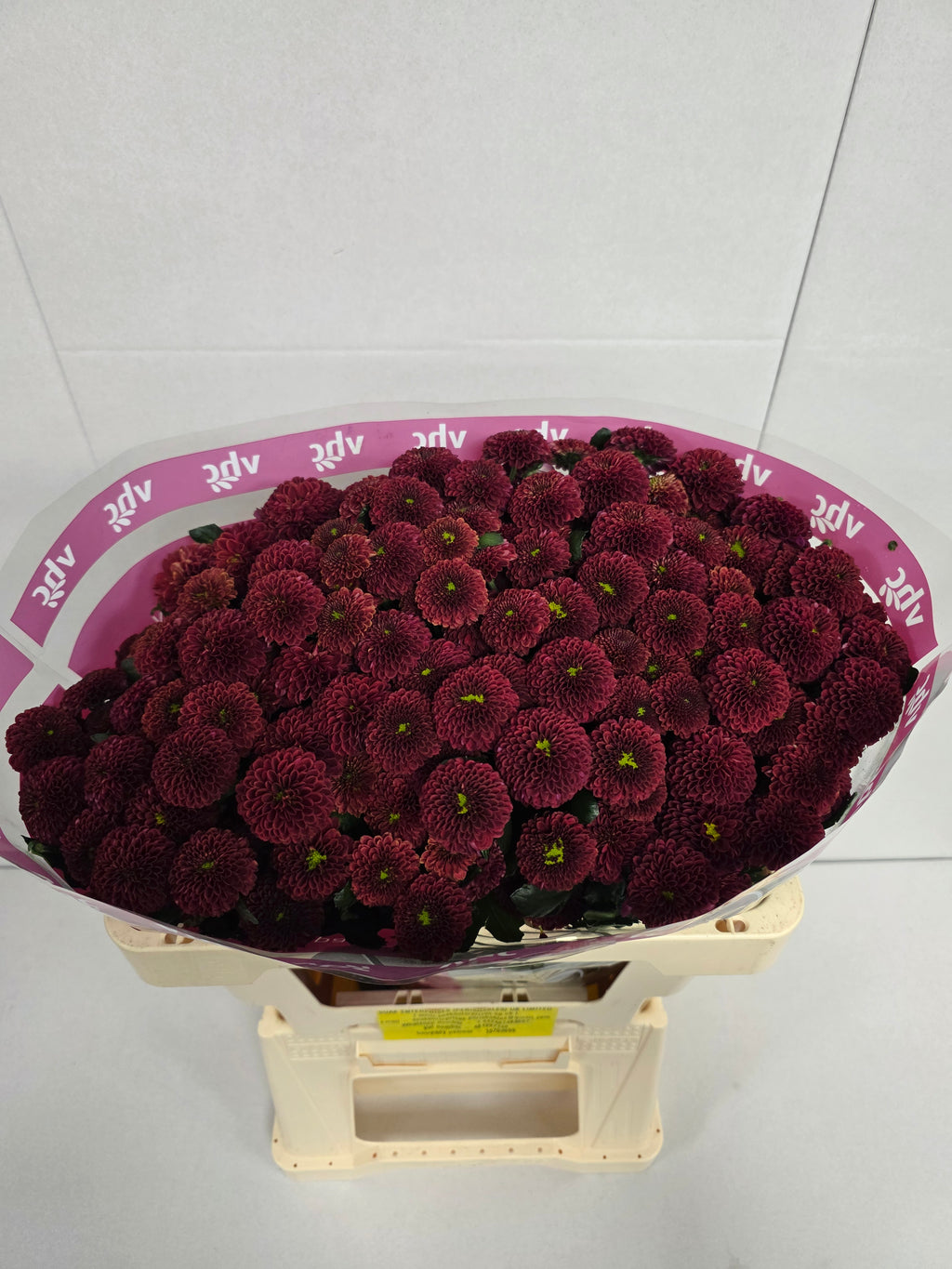Santani Purpetta Red(Bunch of 25 stems, Length 50-60cm)