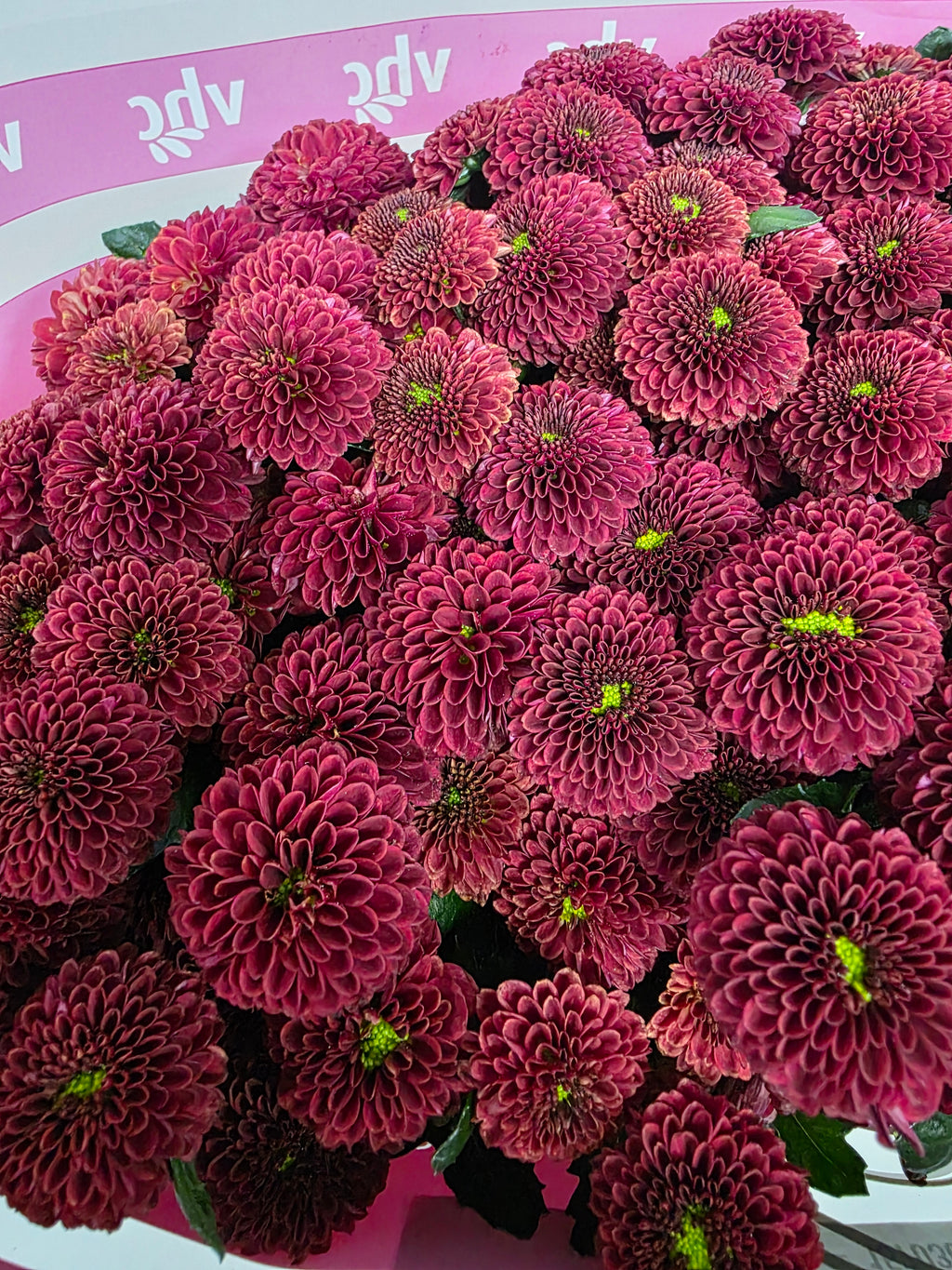 Santani Purpetta Red(Bunch of 25 stems, Length 50-60cm)