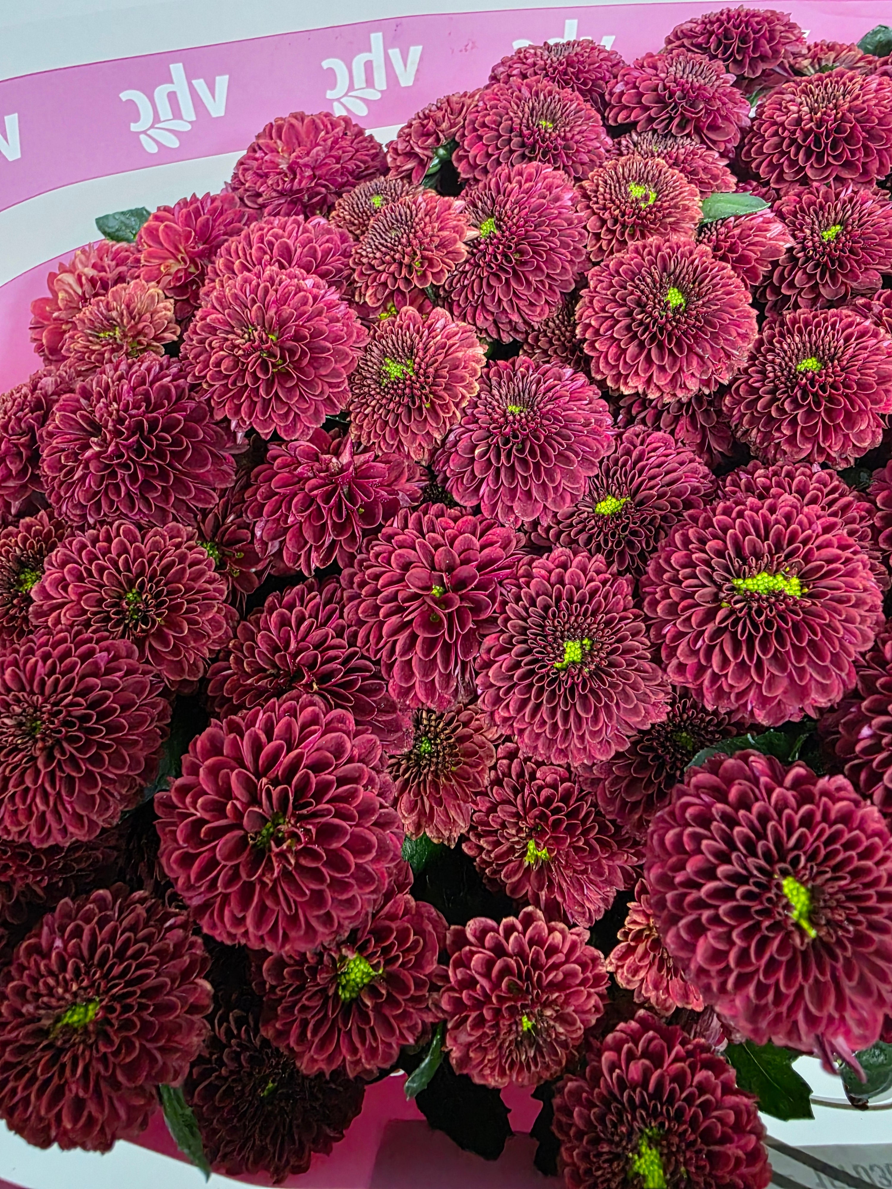 Santani Purpetta Red(Bunch of 25 stems, Length 50-60cm)